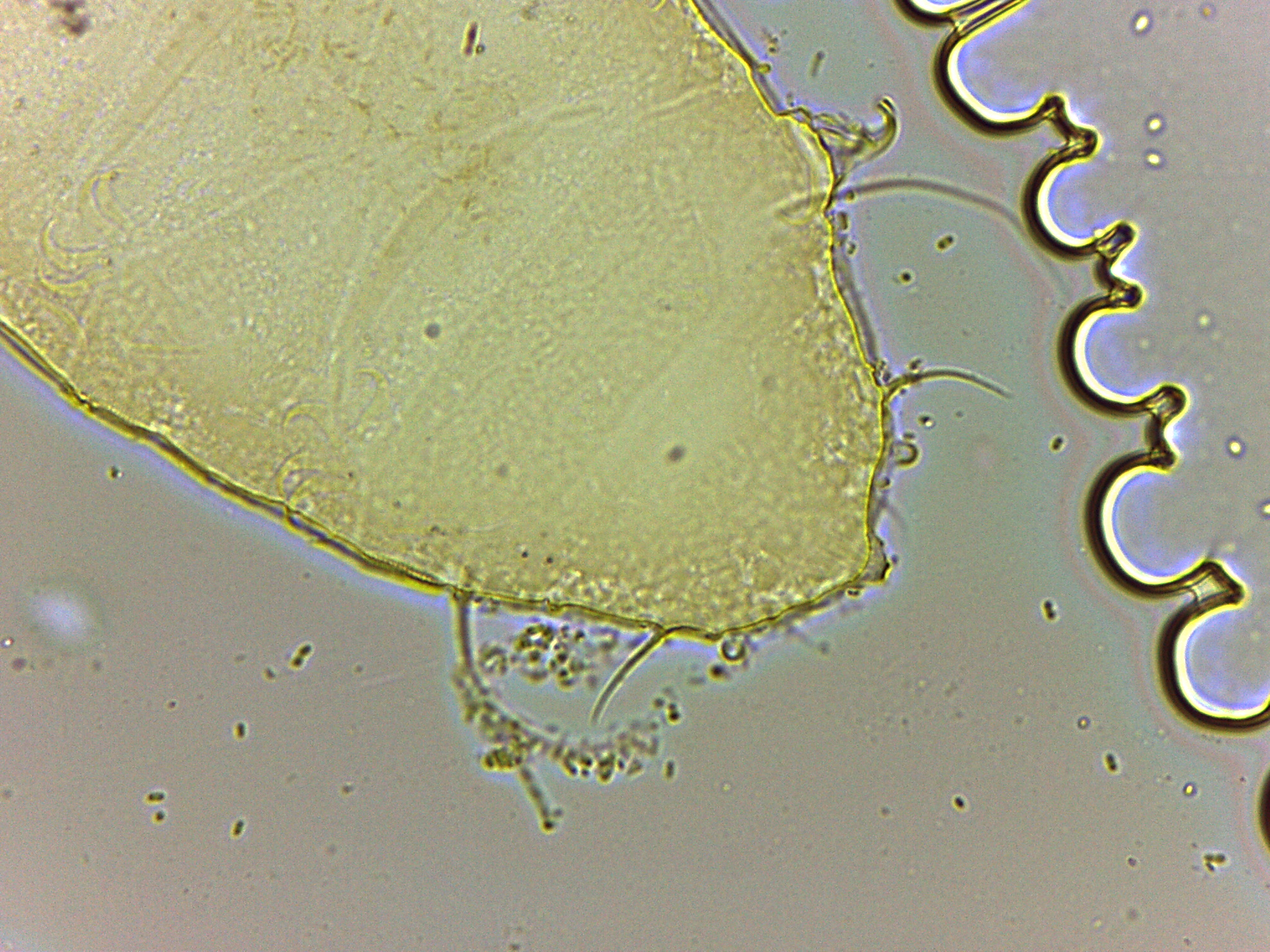 Bryodelphax parvulus image