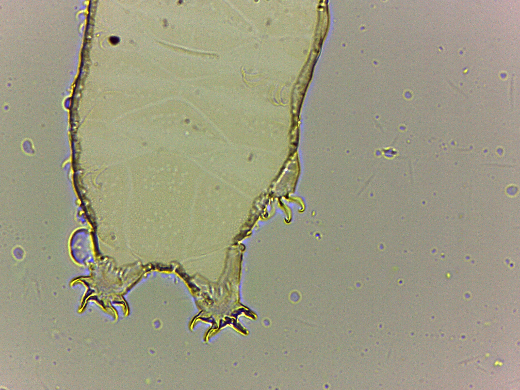 Bryodelphax tatrensis image