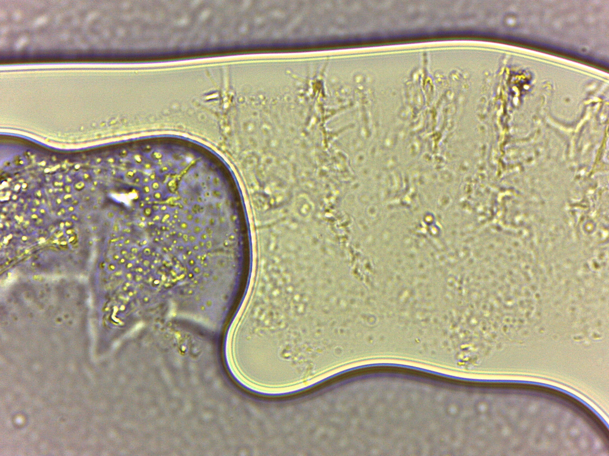 Calohypsibius image