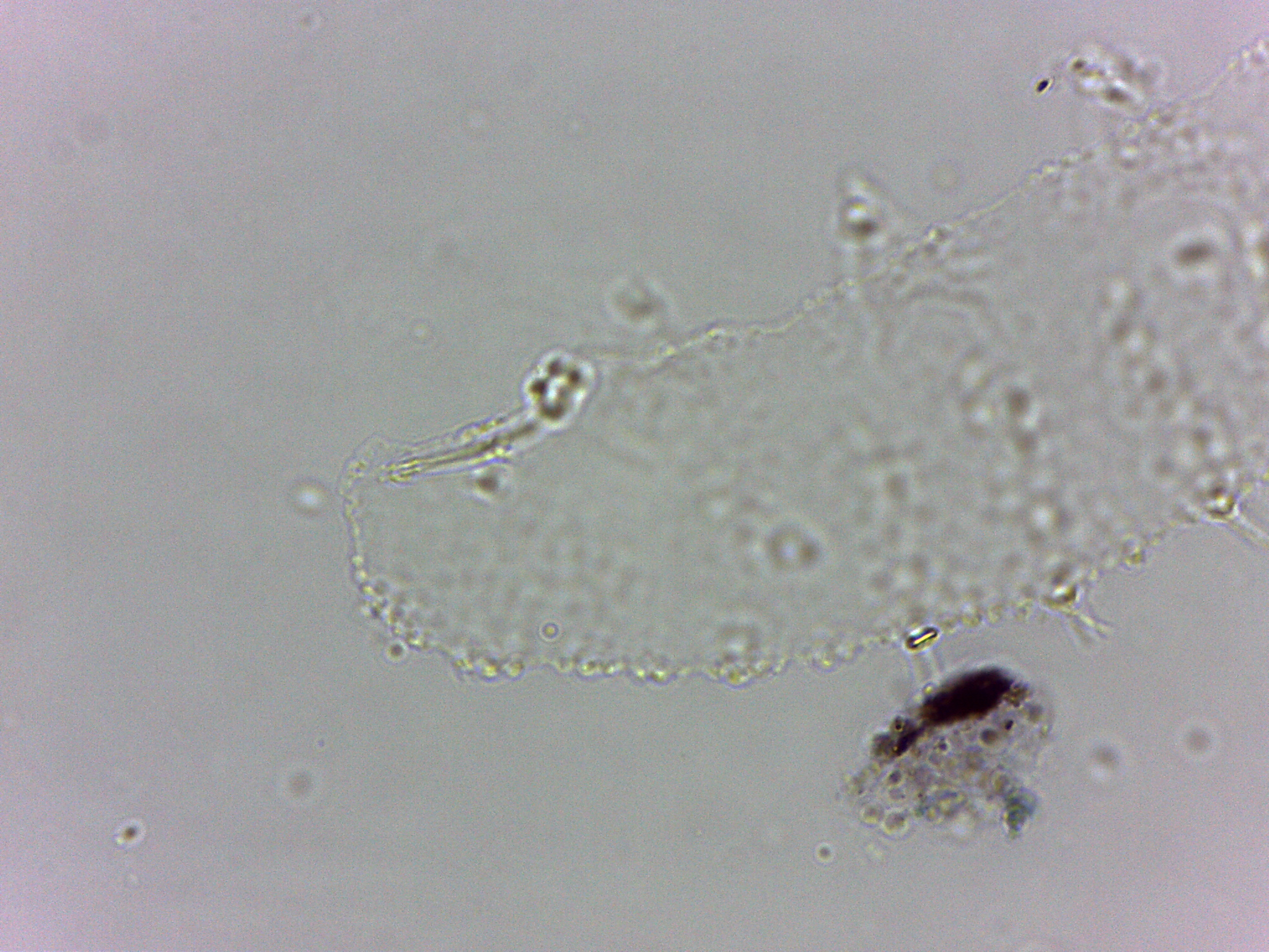 Calohypsibius ornatus image