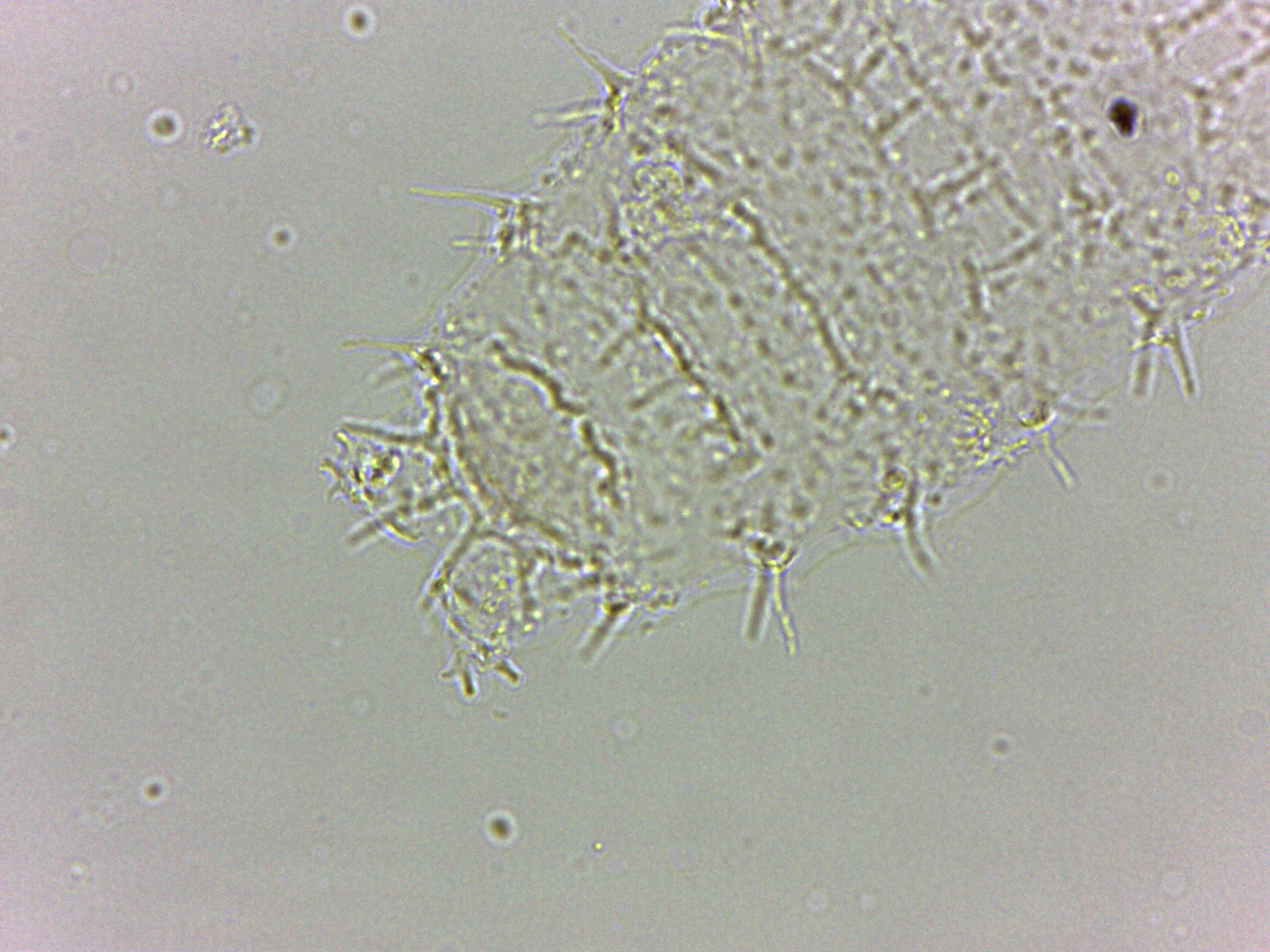 Calohypsibius image