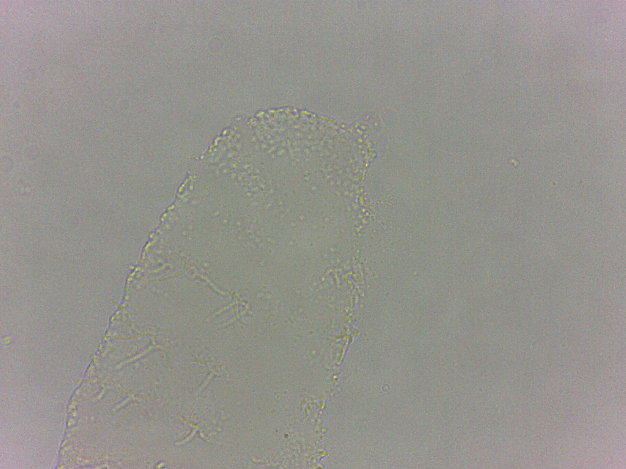 Calohypsibius ornatus image
