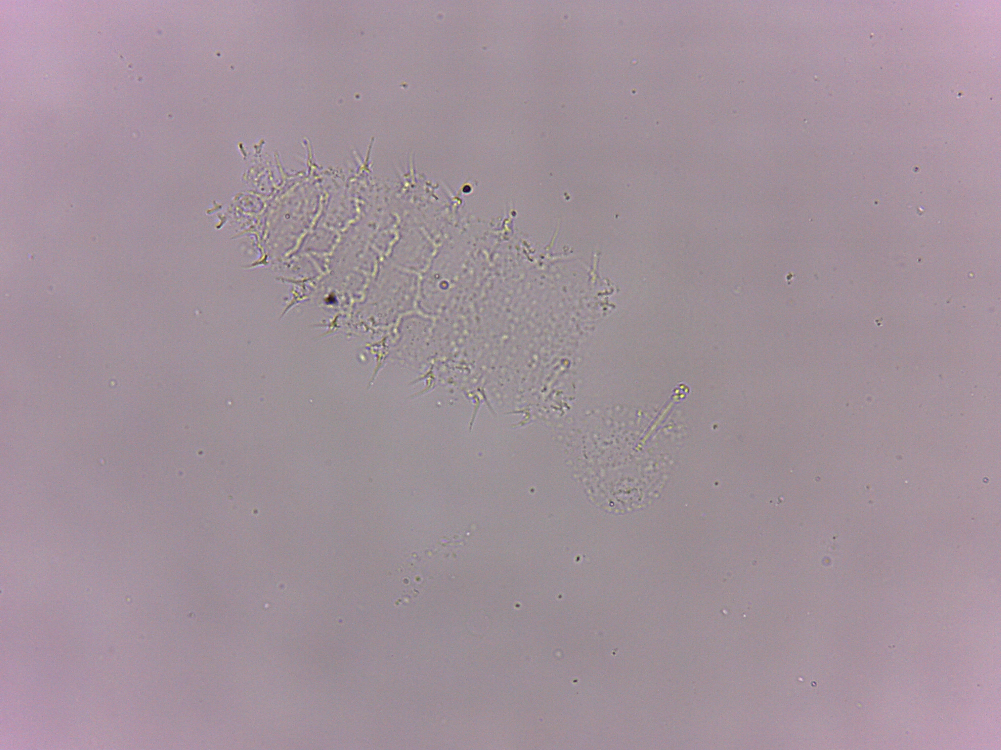 Calohypsibius ornatus image