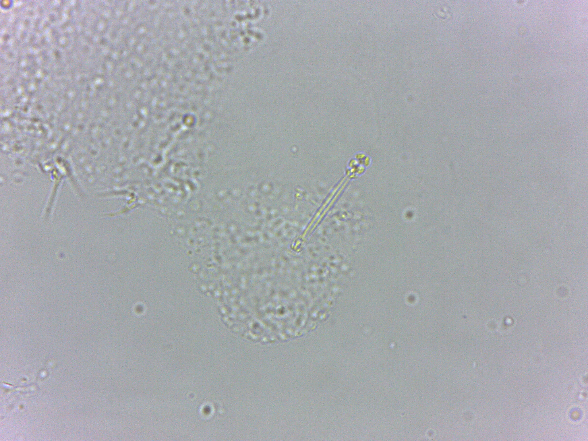 Calohypsibius ornatus image