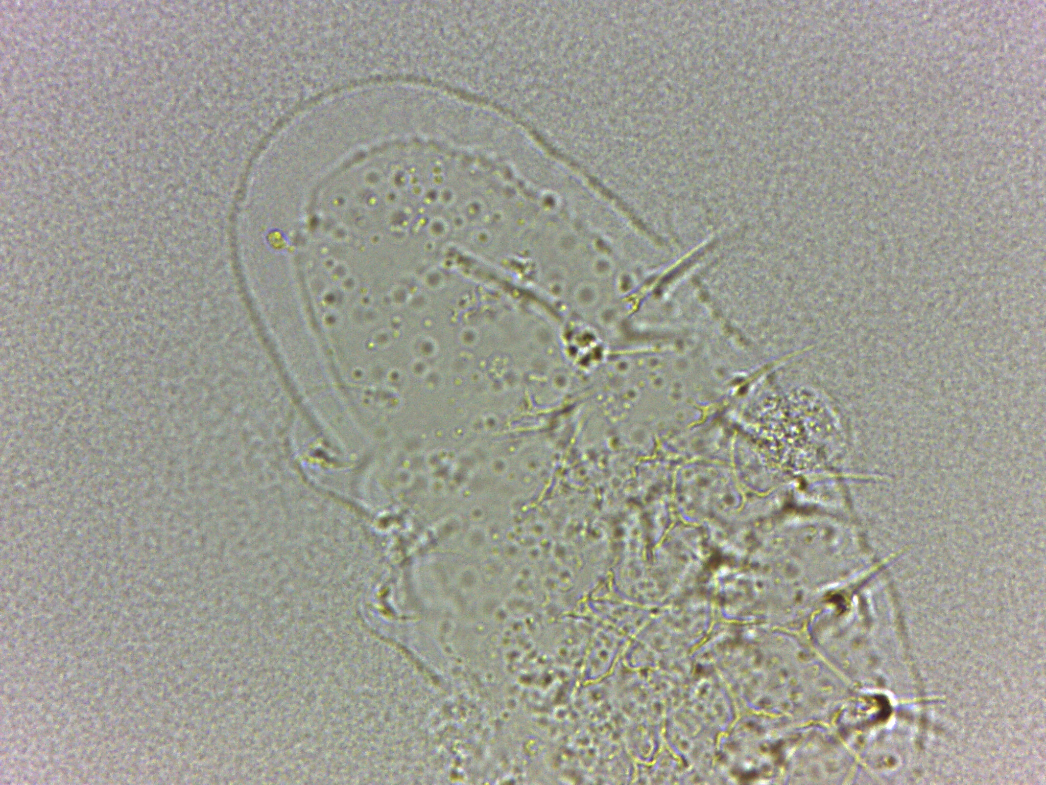 Calohypsibius ornatus image