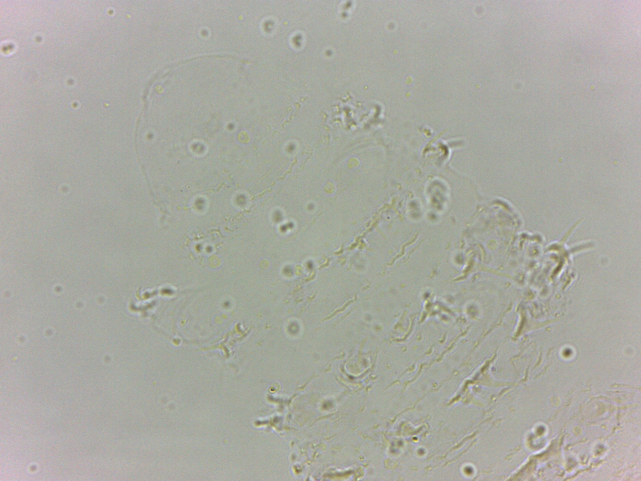 Calohypsibius ornatus image