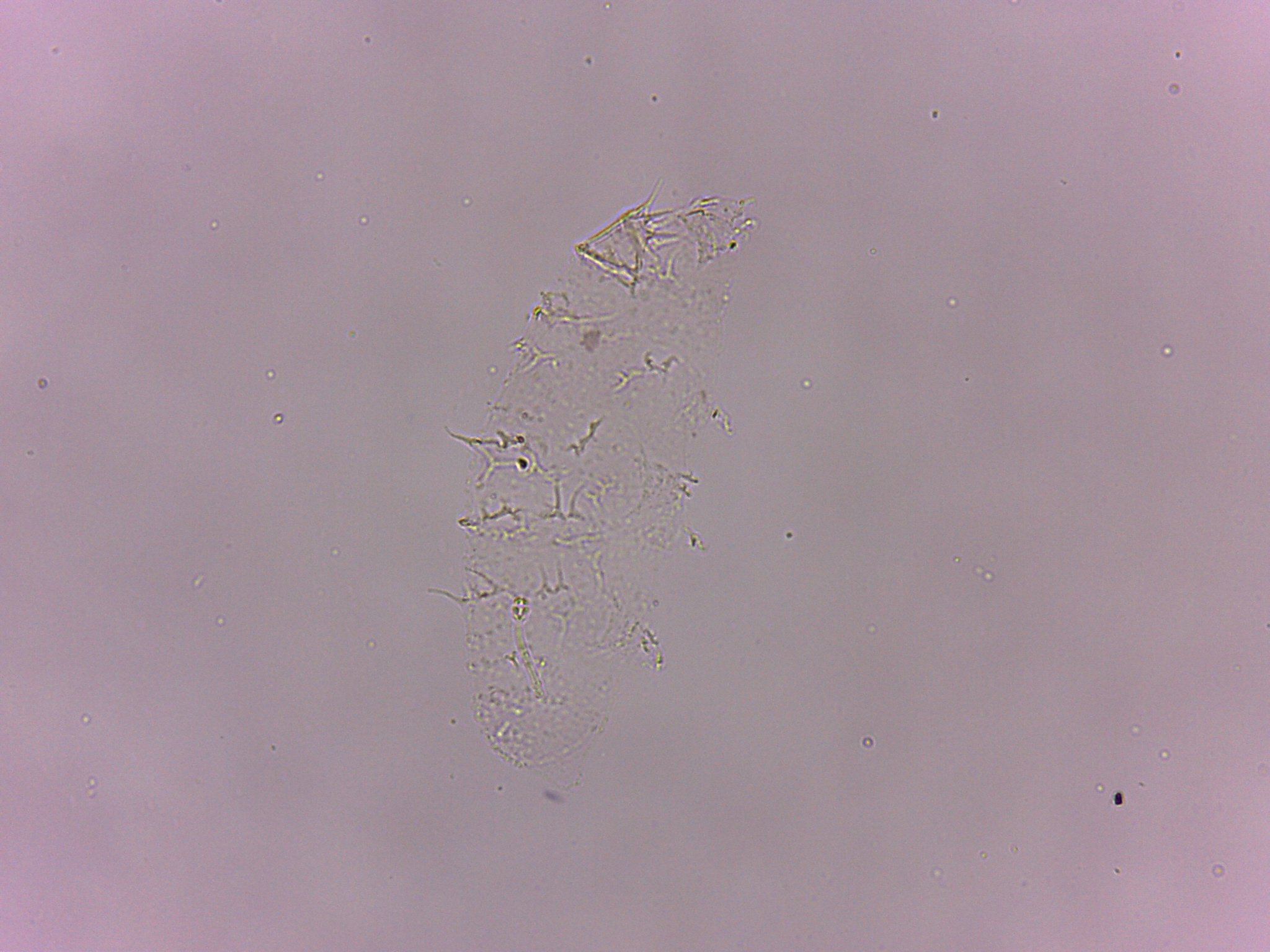 Calohypsibius ornatus image