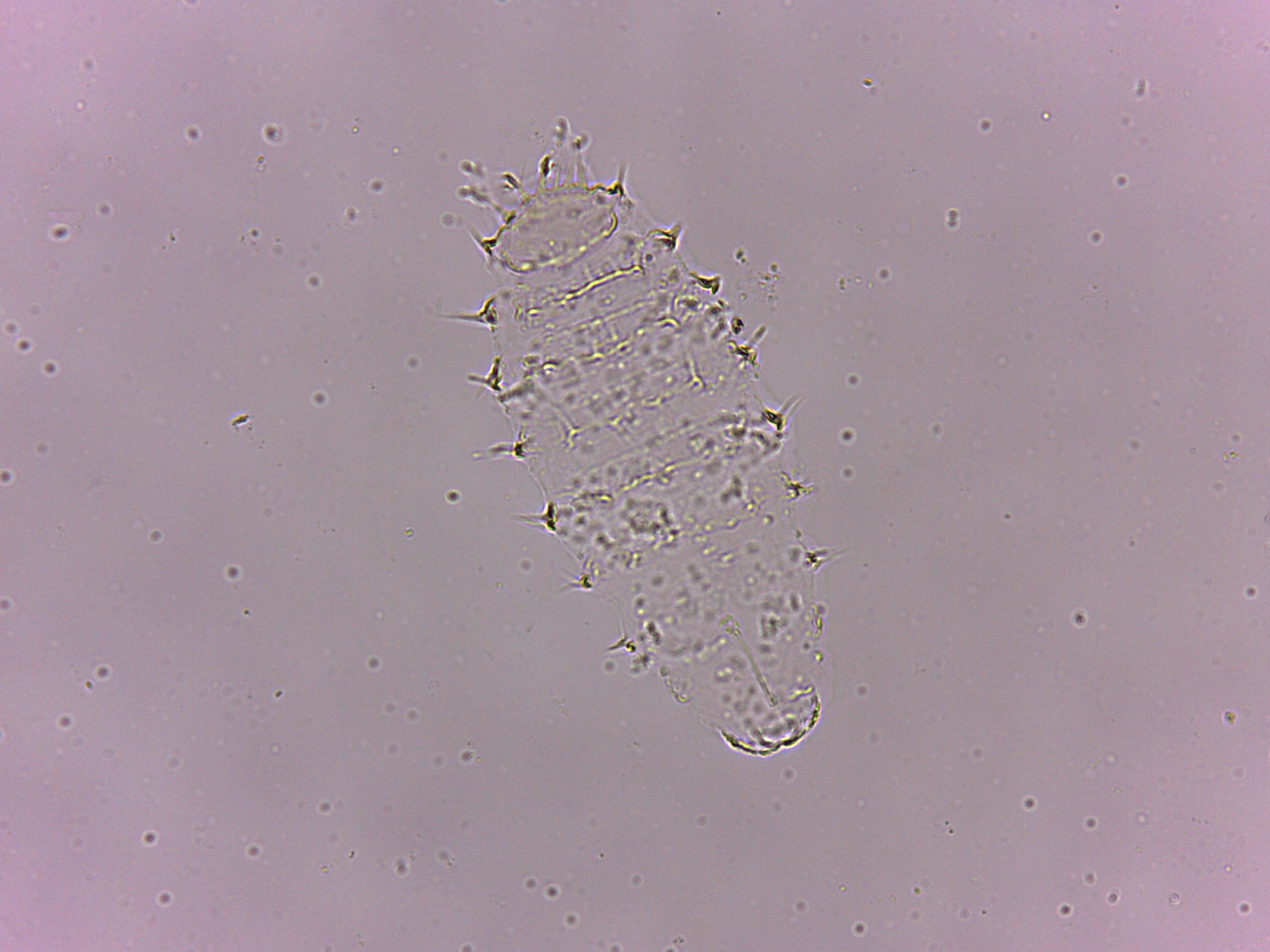 Calohypsibius ornatus image