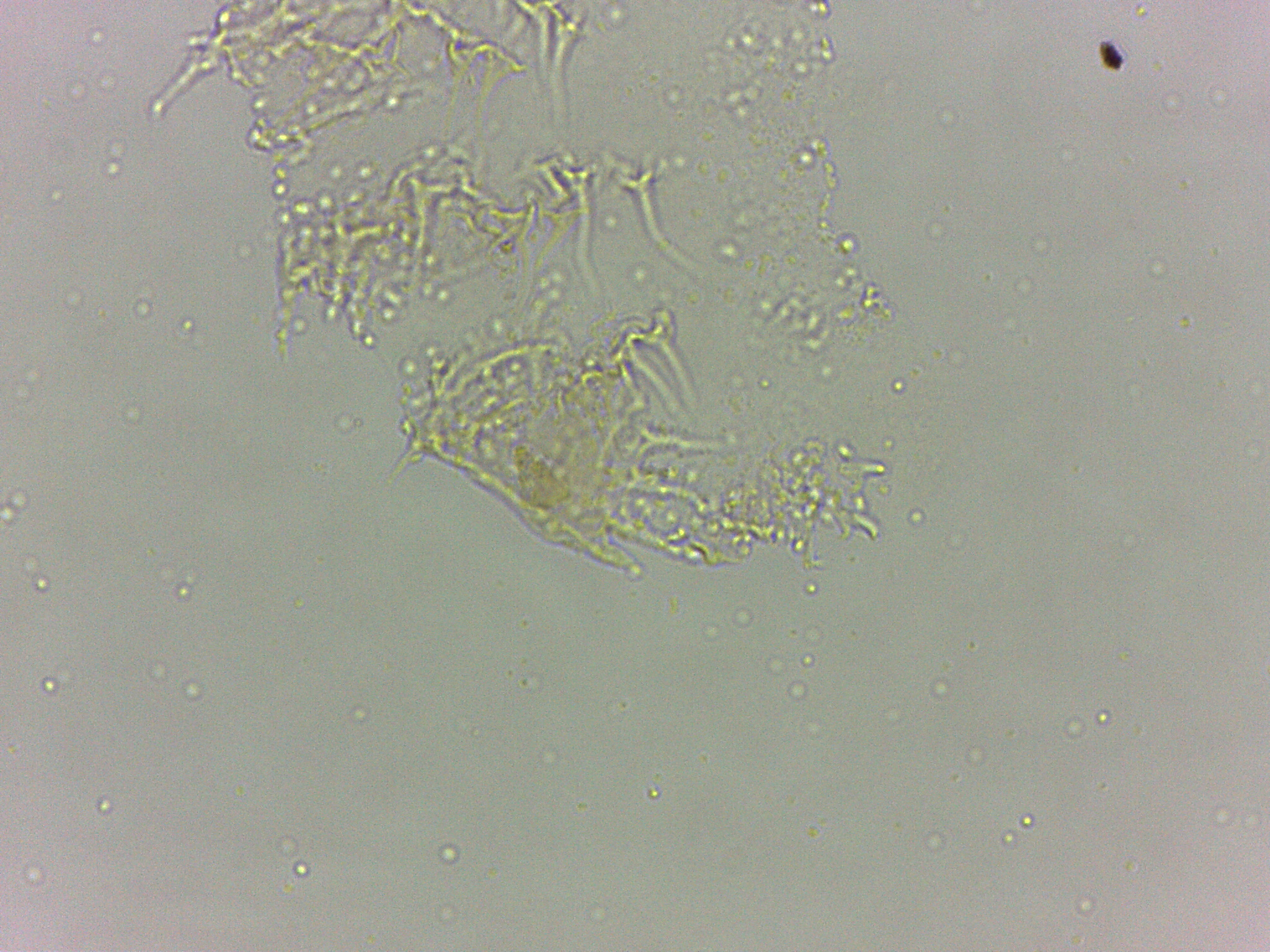 Calohypsibius ornatus image