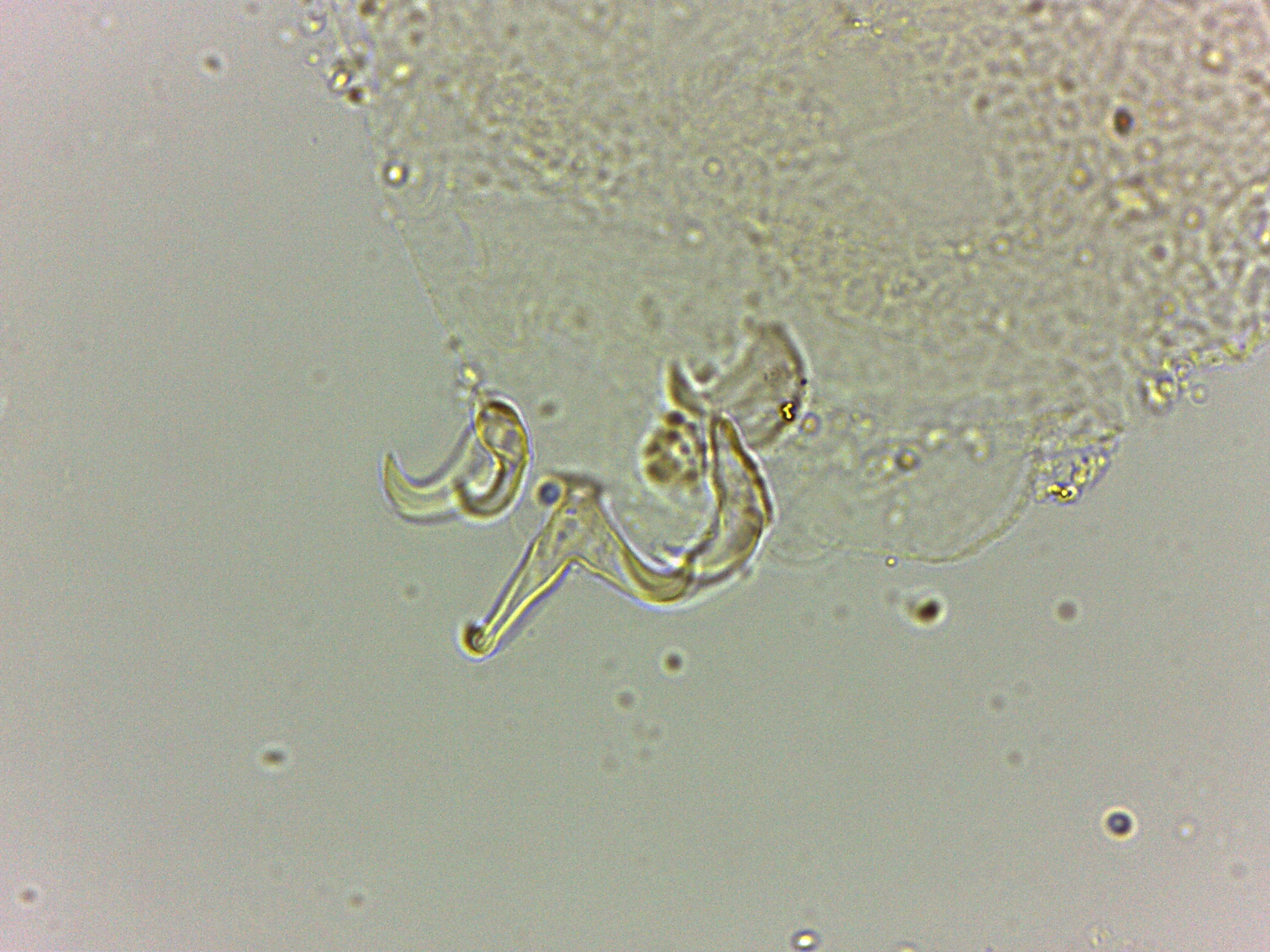 Doryphoribius flavus image