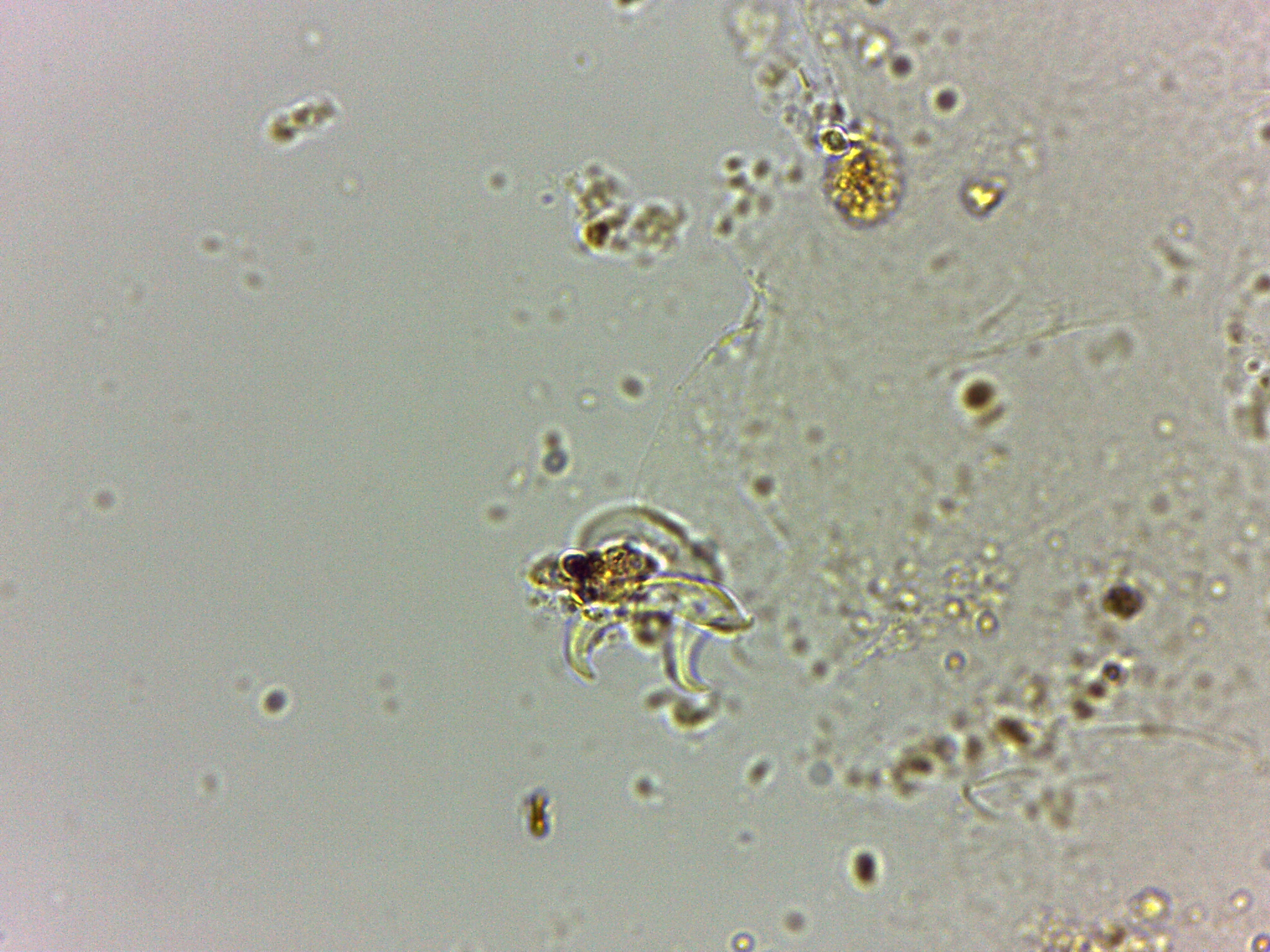 Doryphoribius flavus image