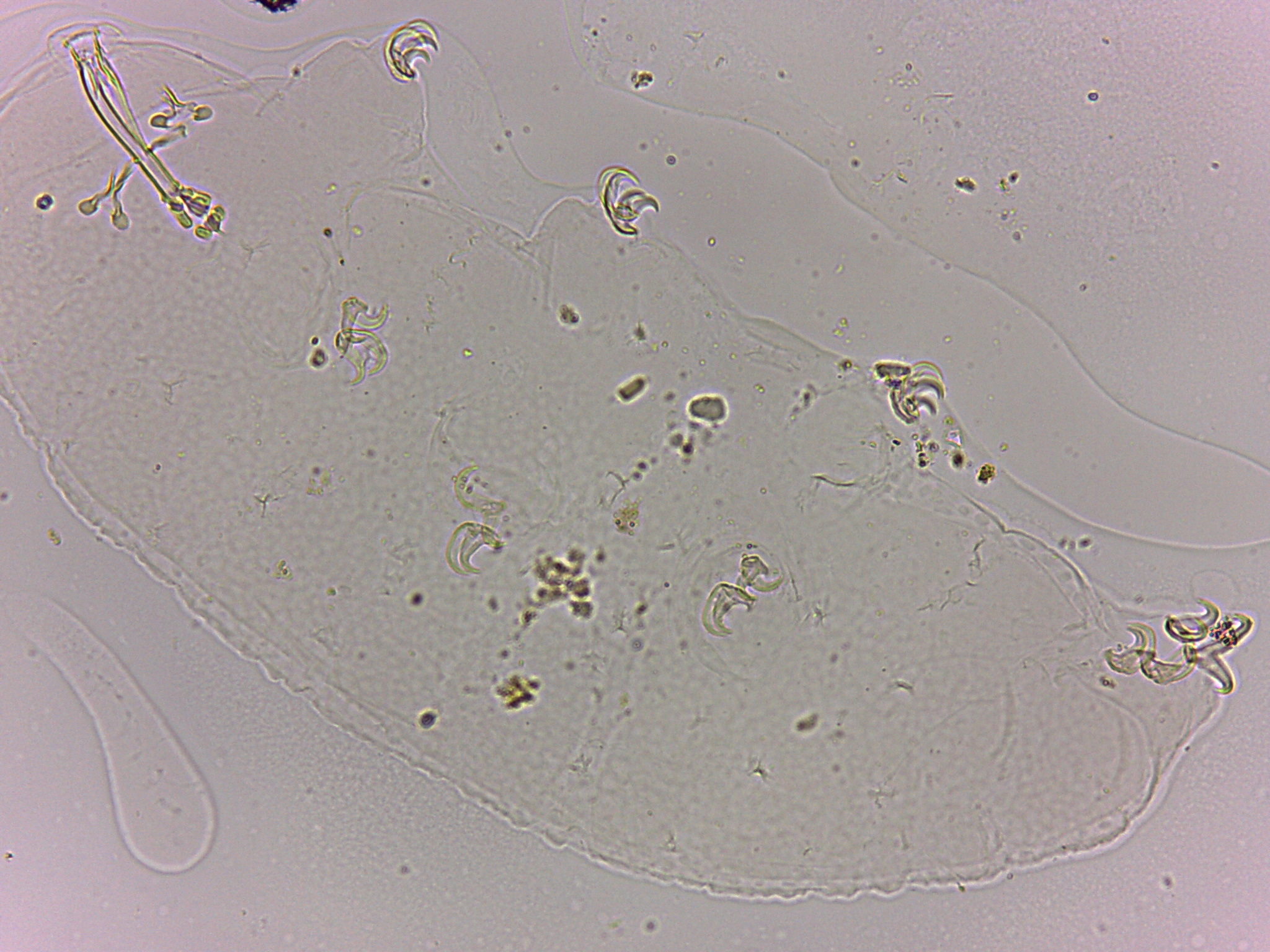 Doryphoribius flavus image