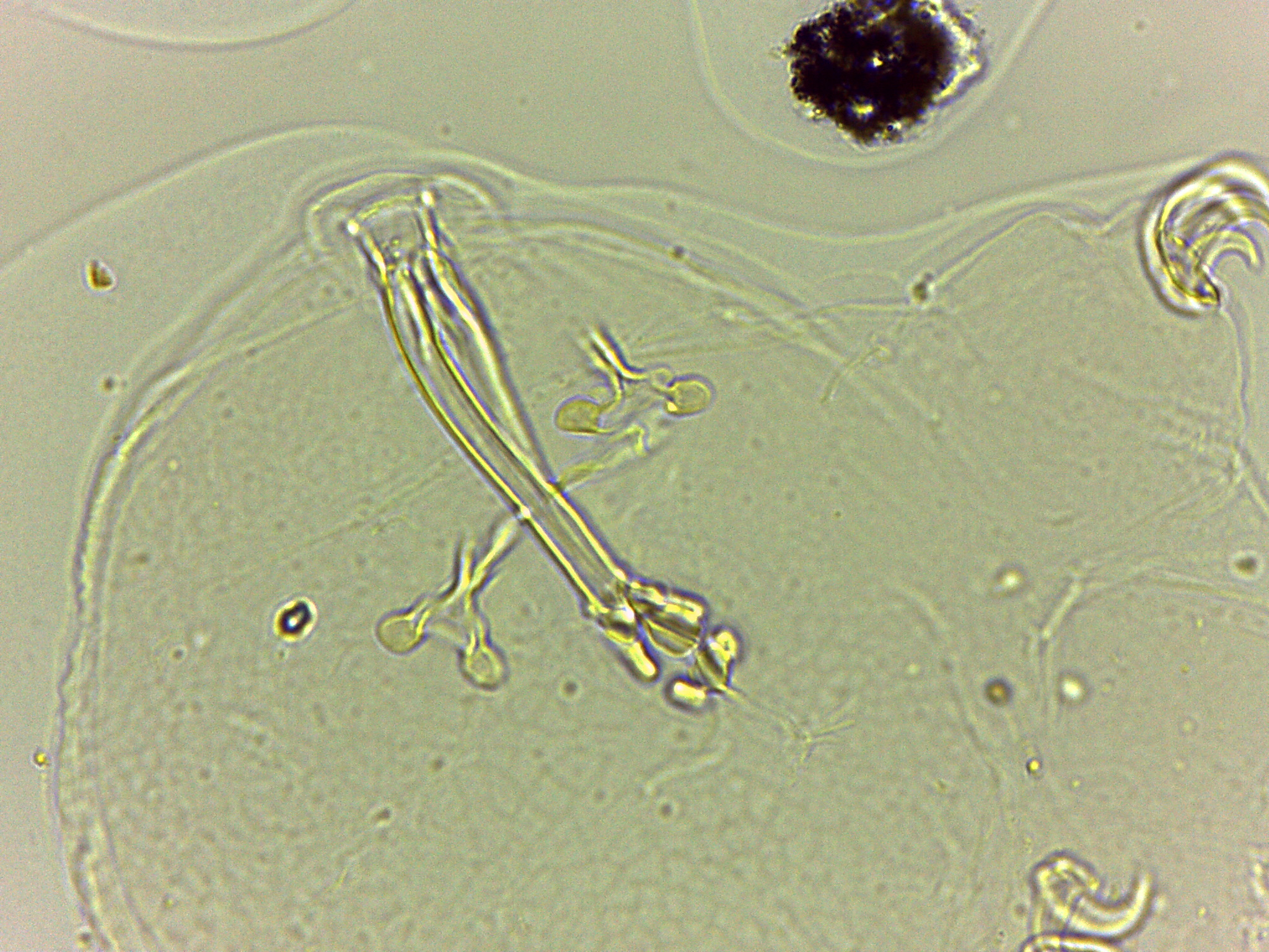 Doryphoribius flavus image