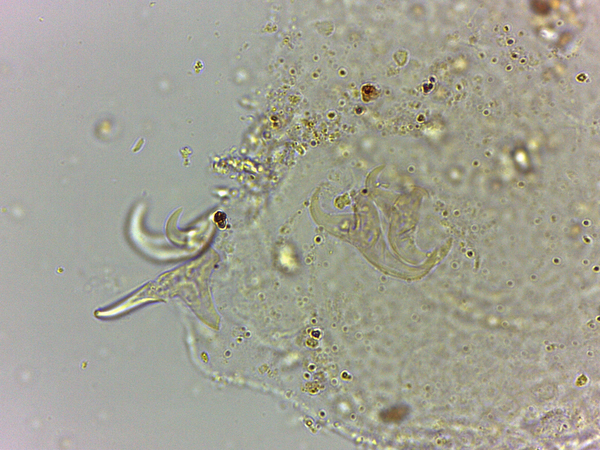 Doryphoribius flavus image