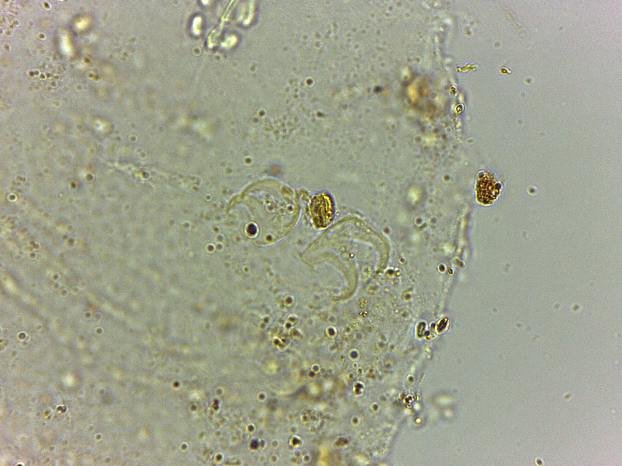 Doryphoribius flavus image