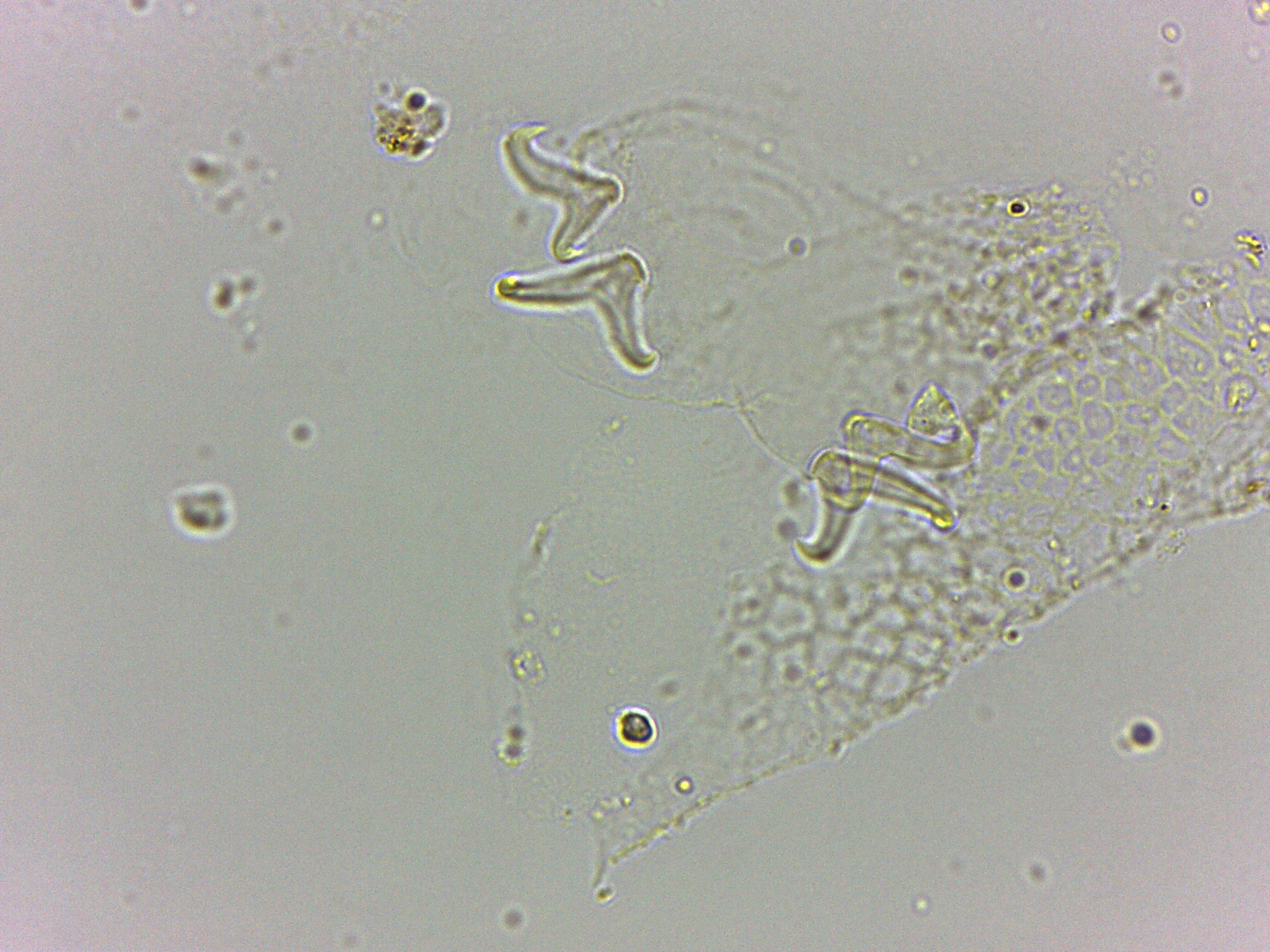 Doryphoribius flavus image