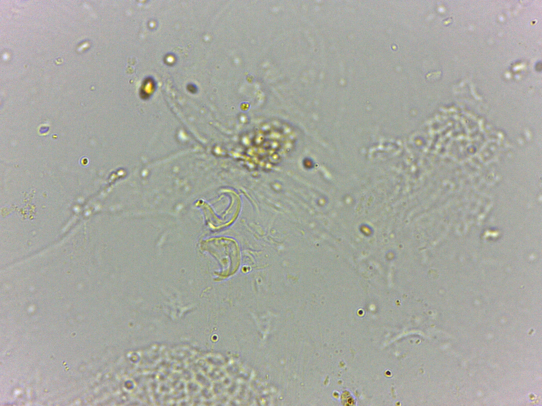 Doryphoribius flavus image