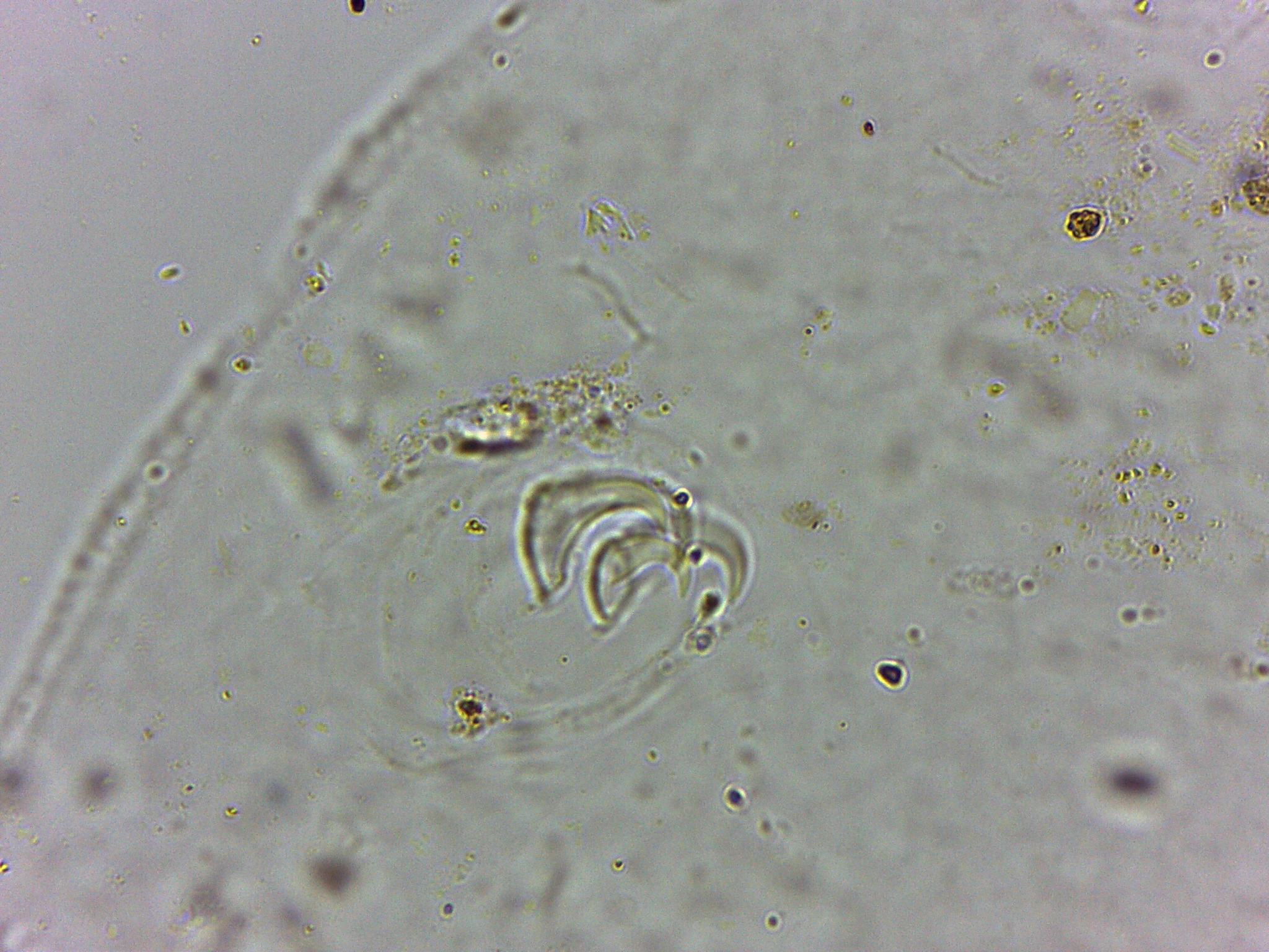 Doryphoribius flavus image
