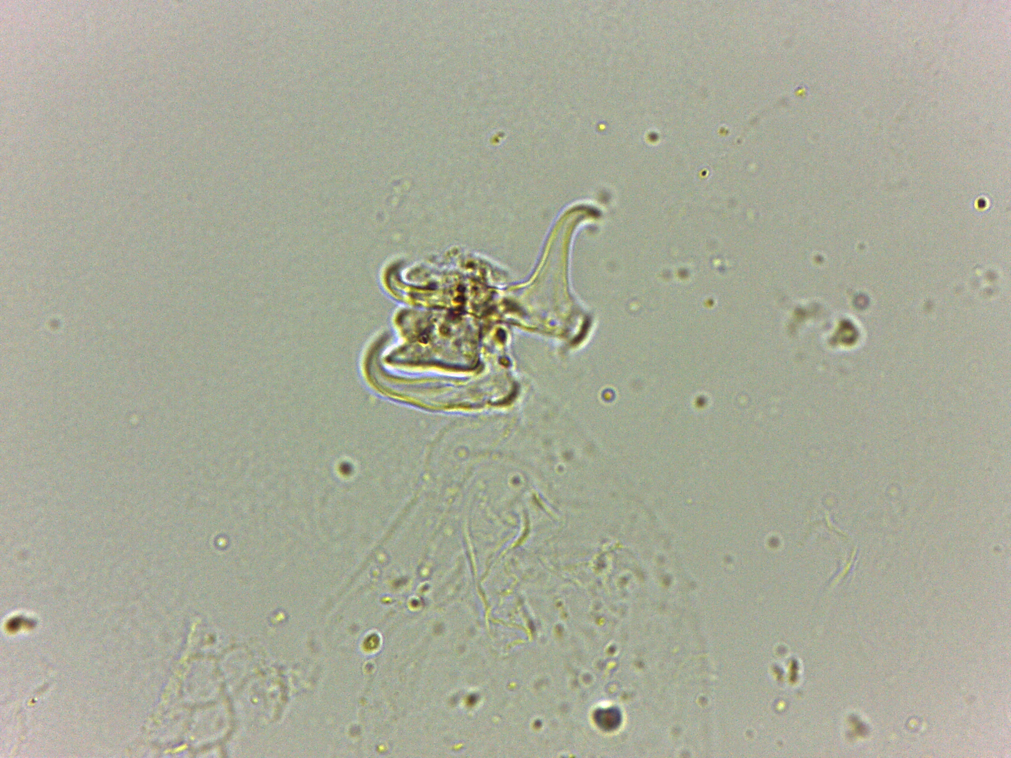 Doryphoribius flavus image