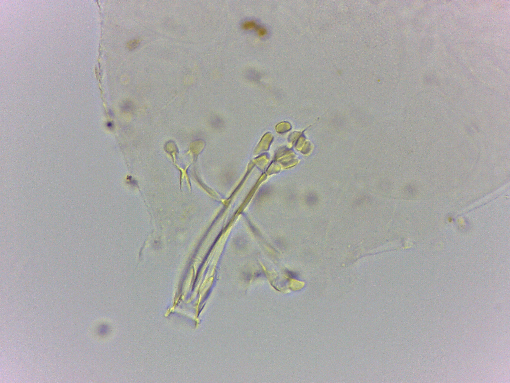 Doryphoribius flavus image