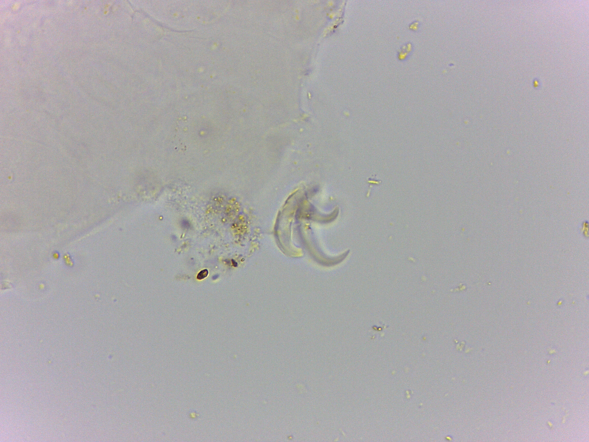 Doryphoribius flavus image