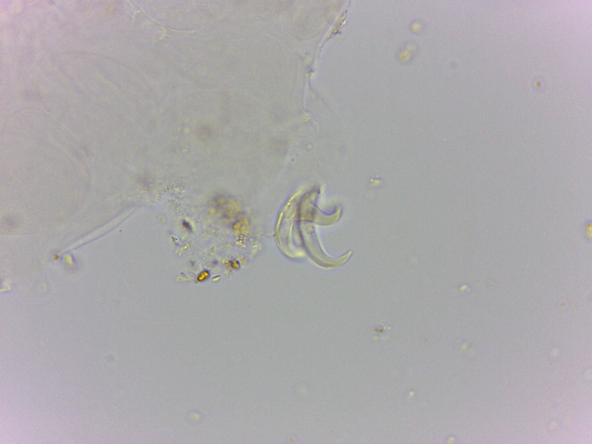 Doryphoribius flavus image