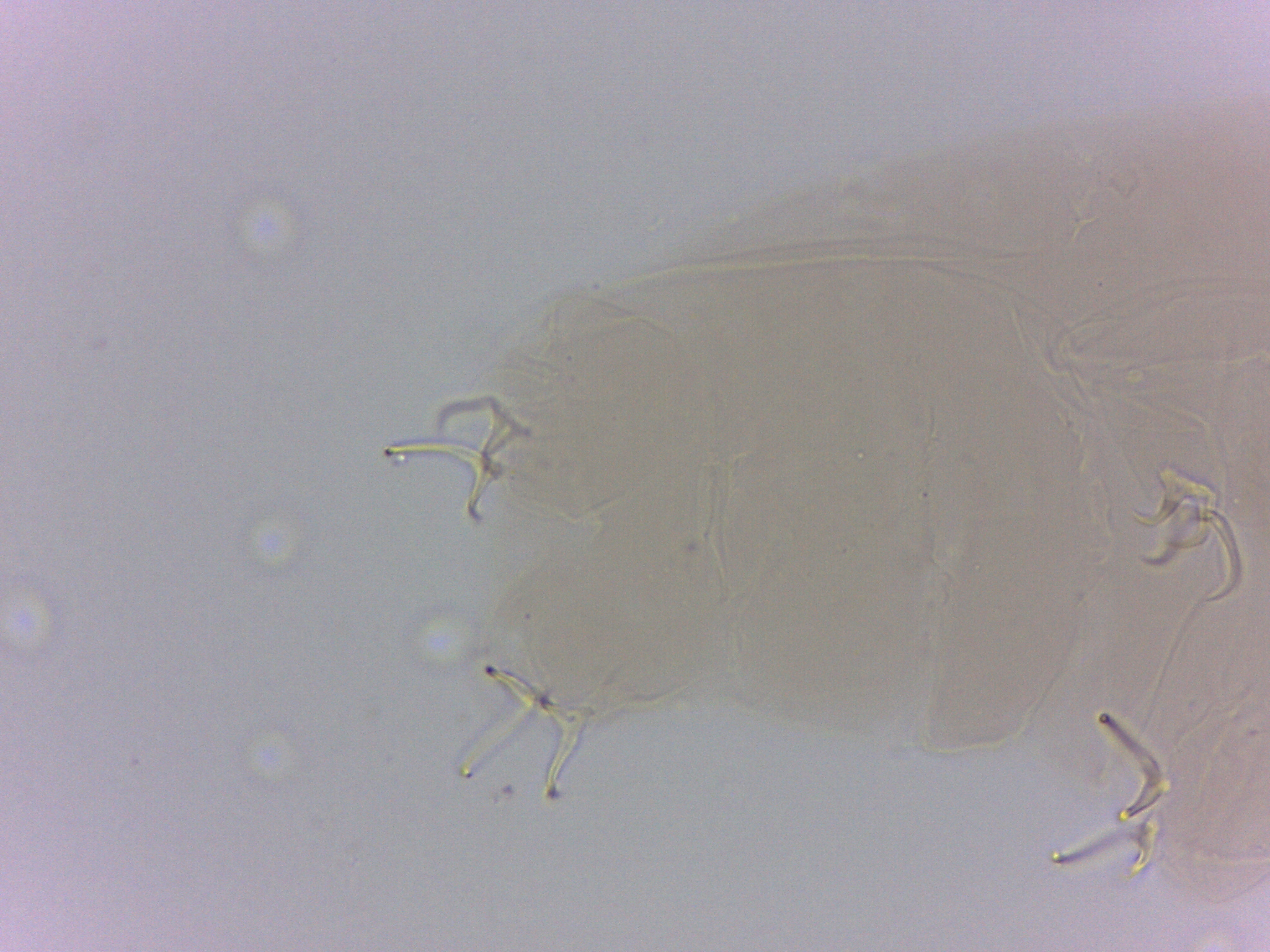 Doryphoribius zappalai image