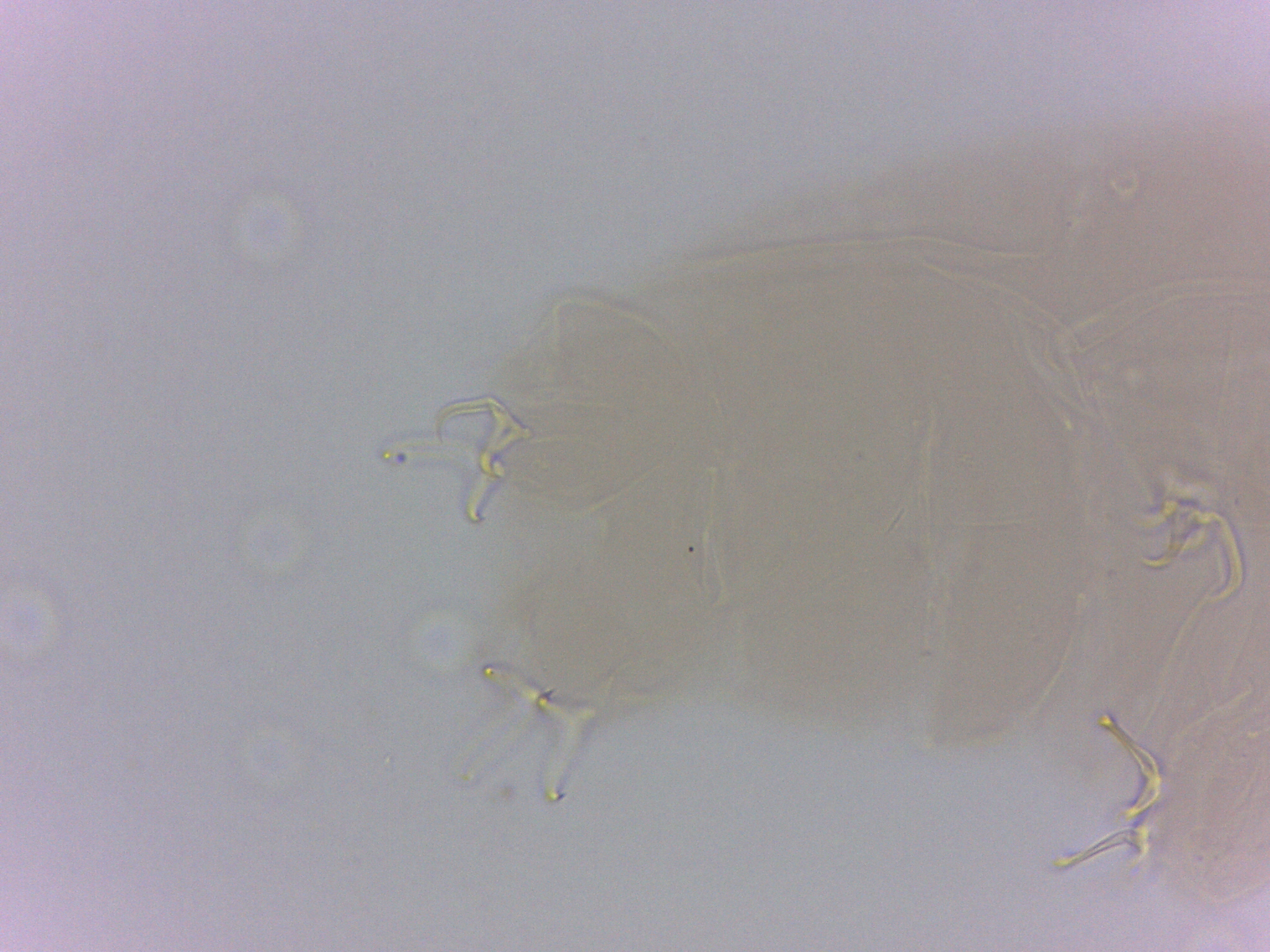 Doryphoribius zappalai image