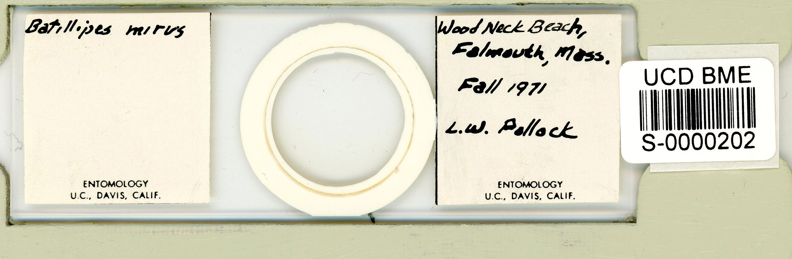 Batillipes minius image