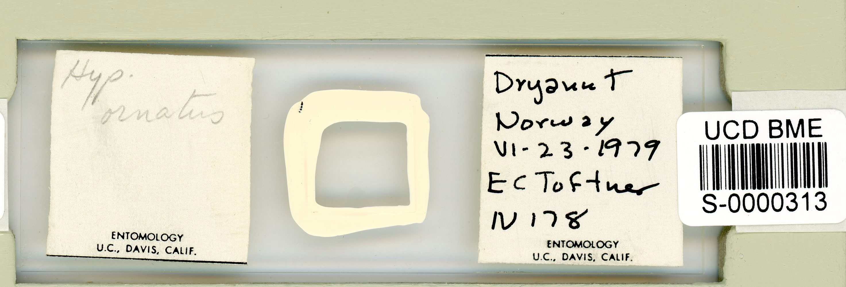 Calohypsibiidae image