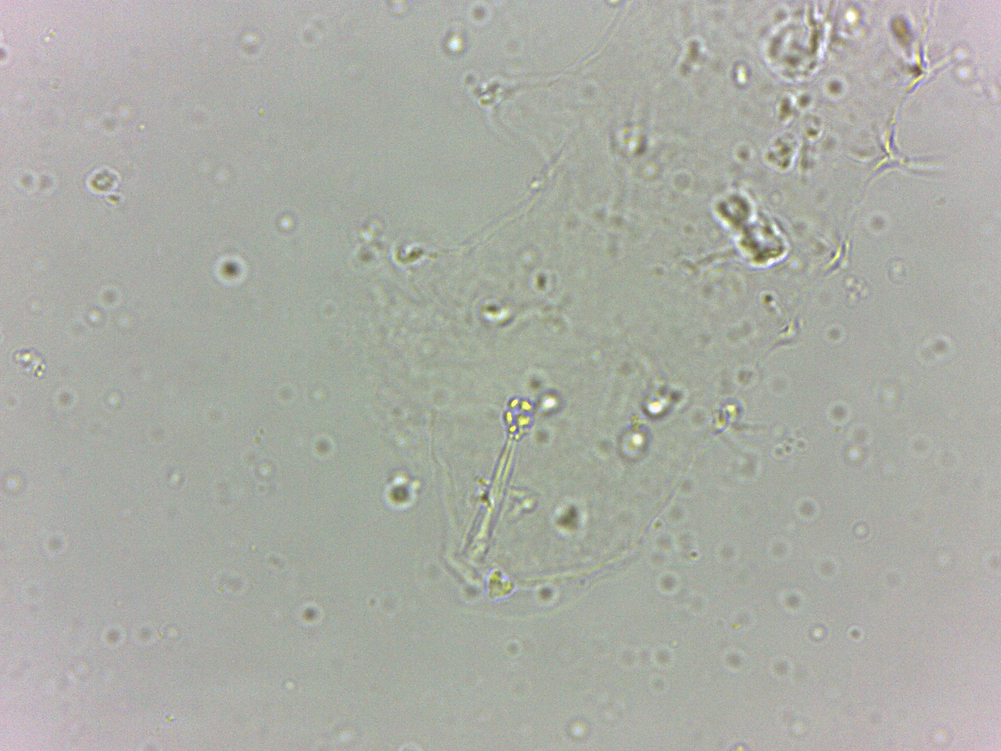 Calohypsibius ornatus image
