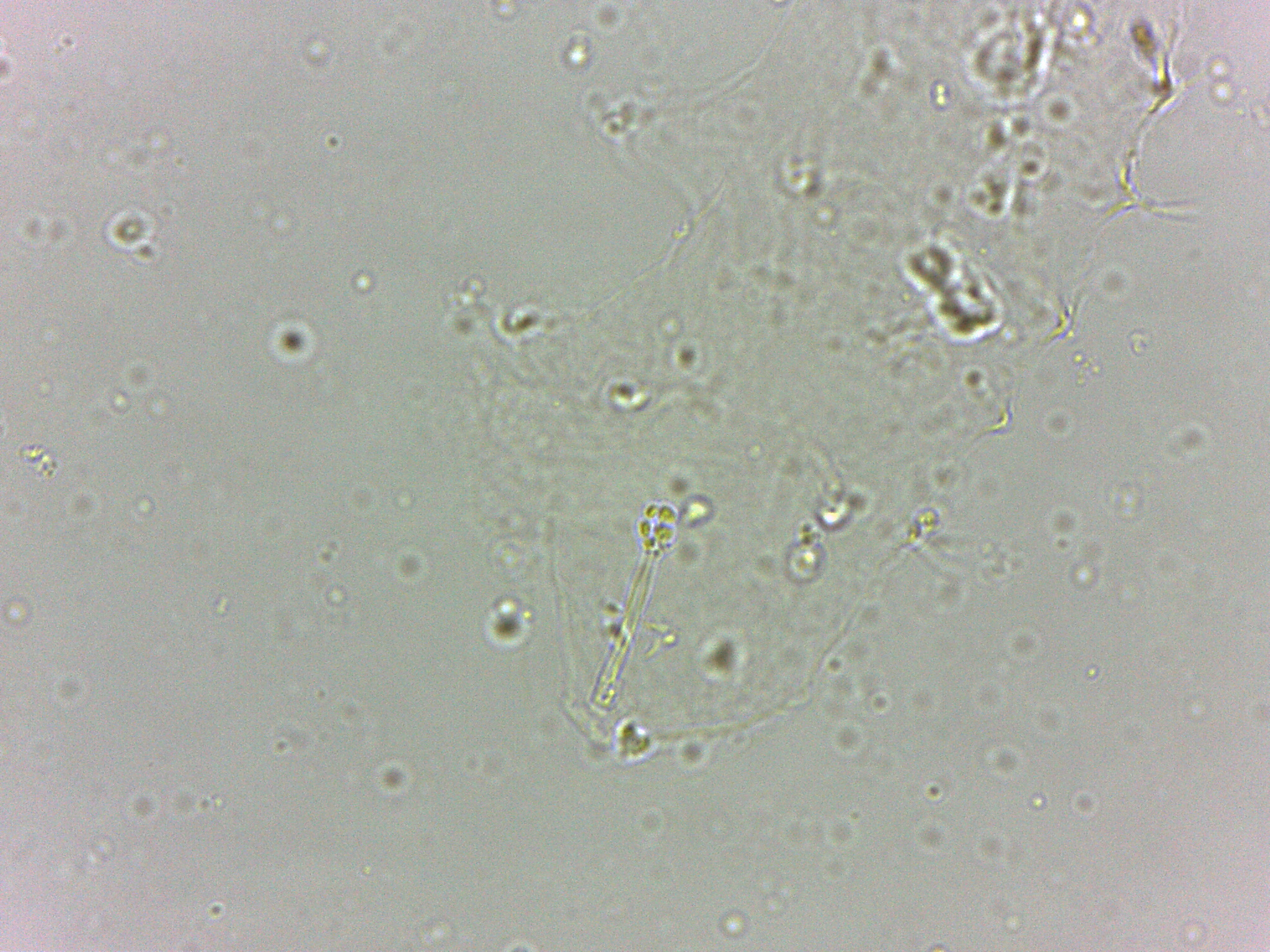 Calohypsibius ornatus image