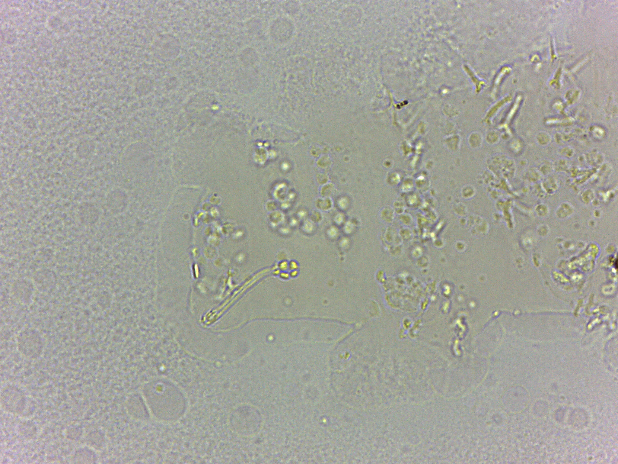 Calohypsibius ornatus image