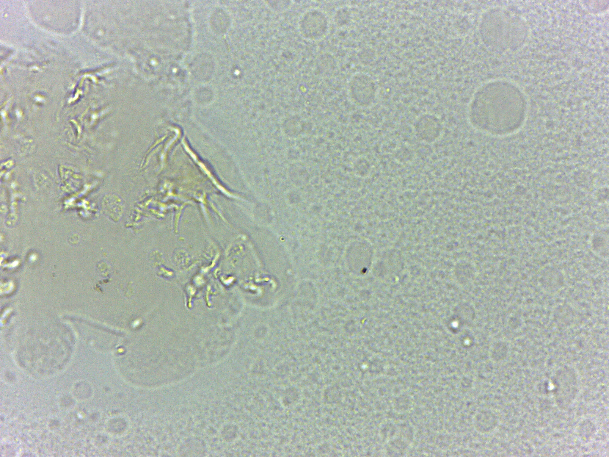 Calohypsibius ornatus image