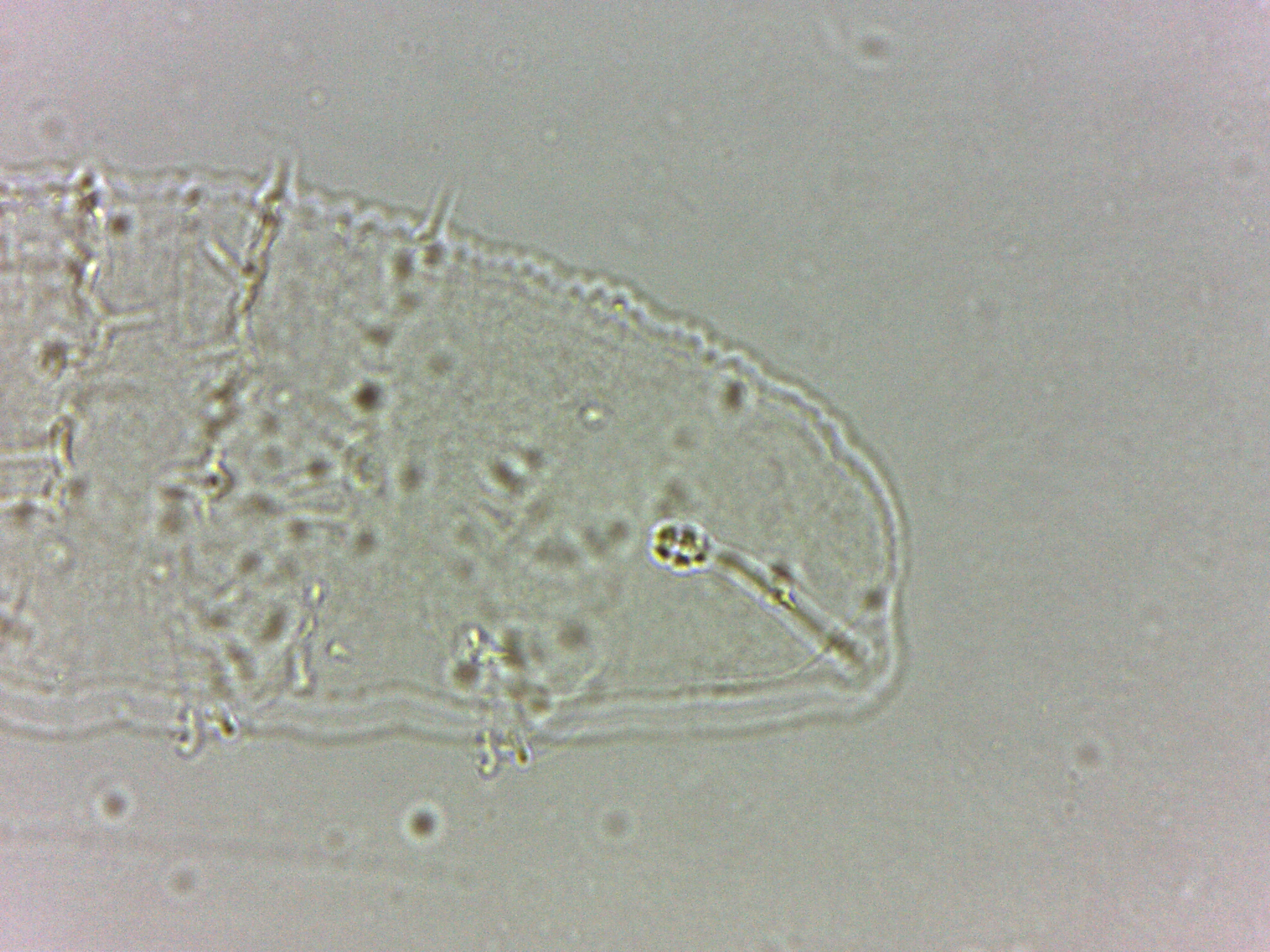 Calohypsibius ornatus image