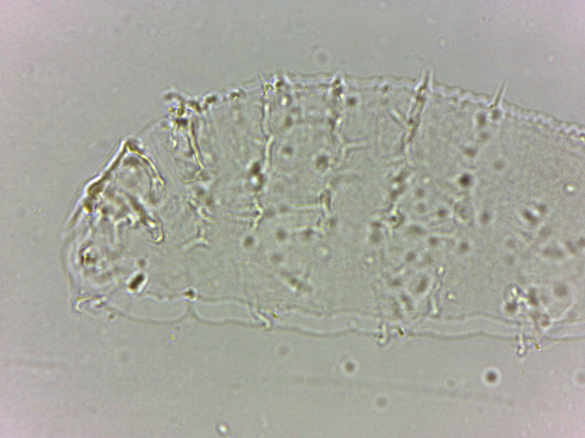 Calohypsibius ornatus image