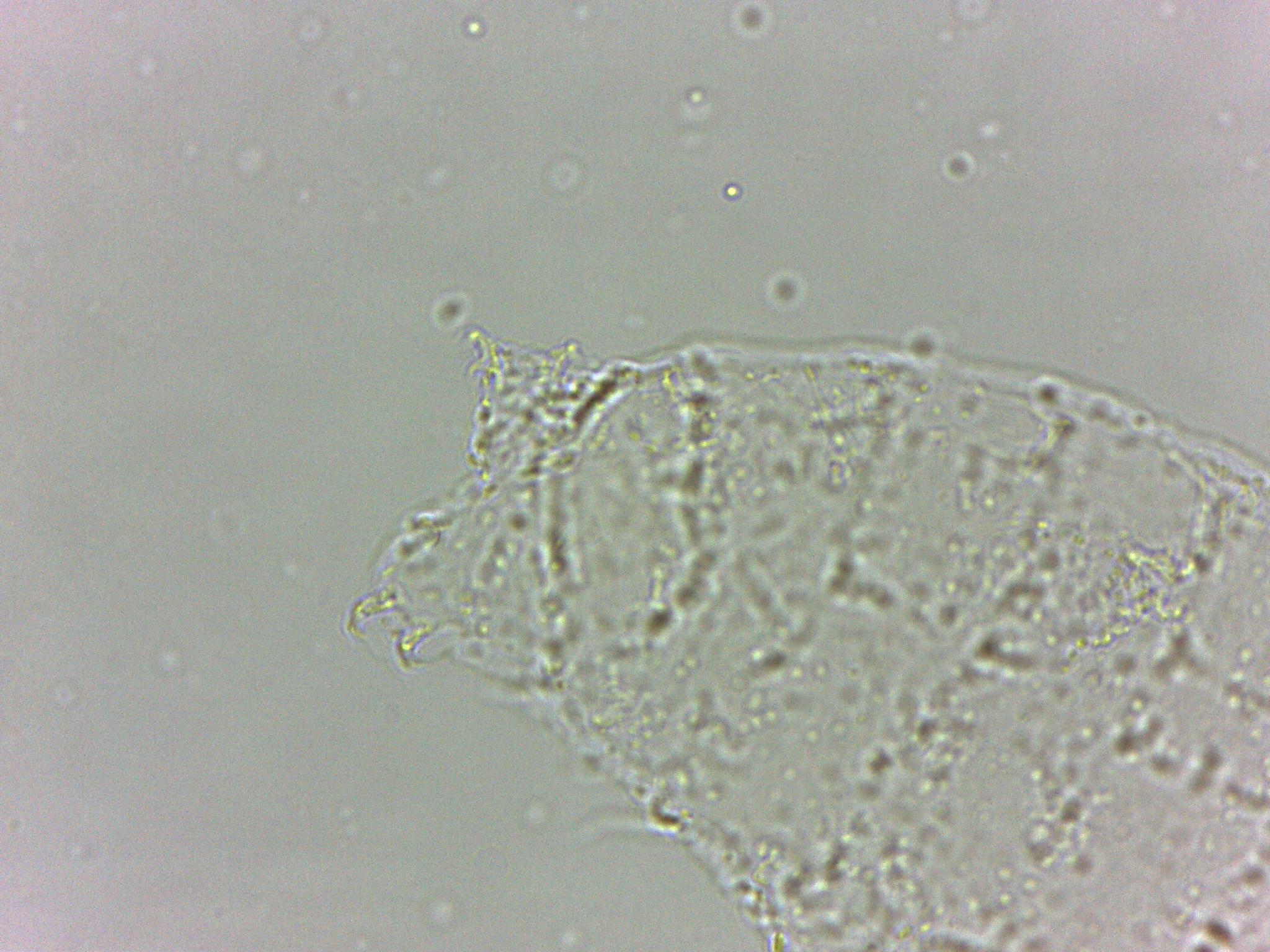 Calohypsibius ornatus image