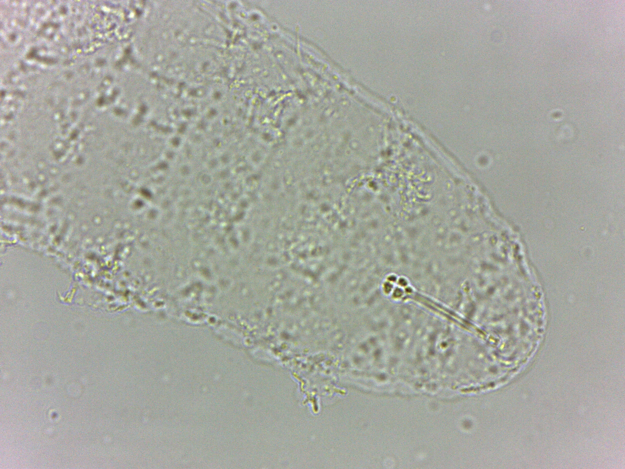 Calohypsibius ornatus image