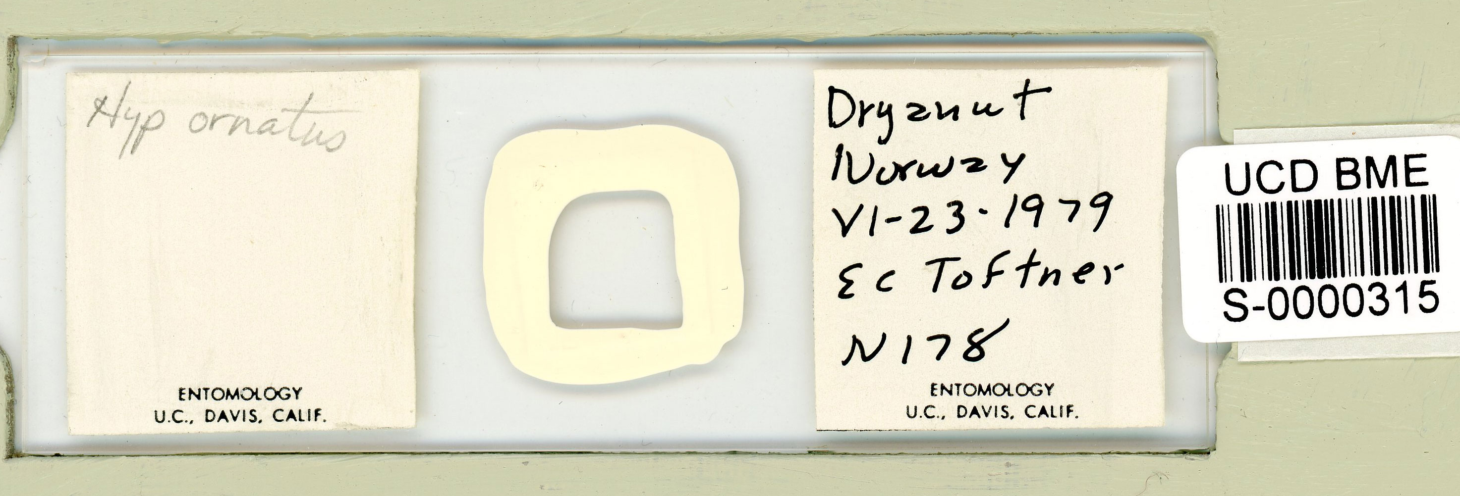 Calohypsibius ornatus image