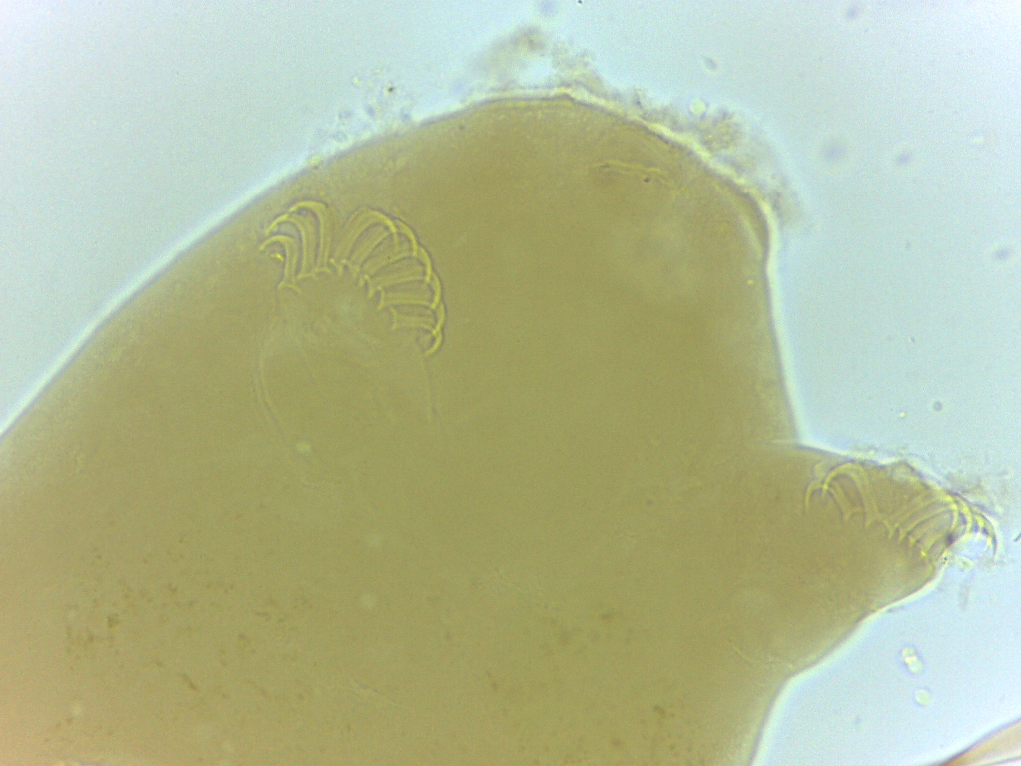 Echiniscoides image