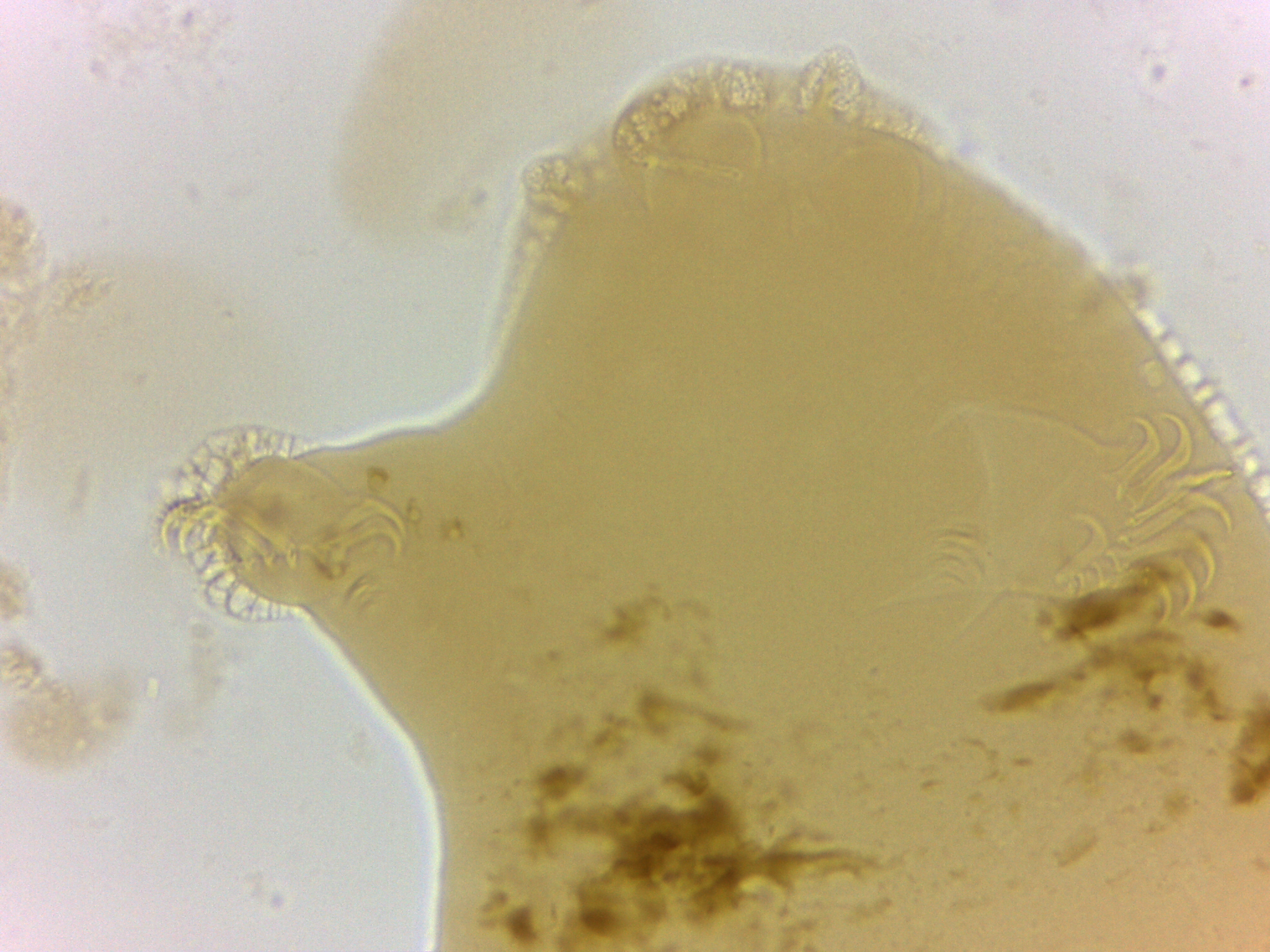 Echiniscoididae image