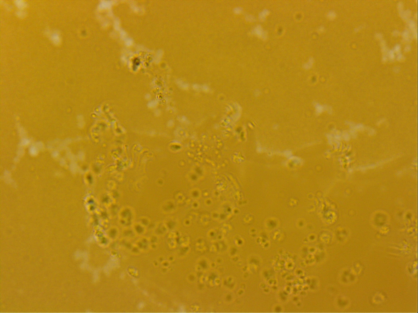 Echiniscoides sigismundi image