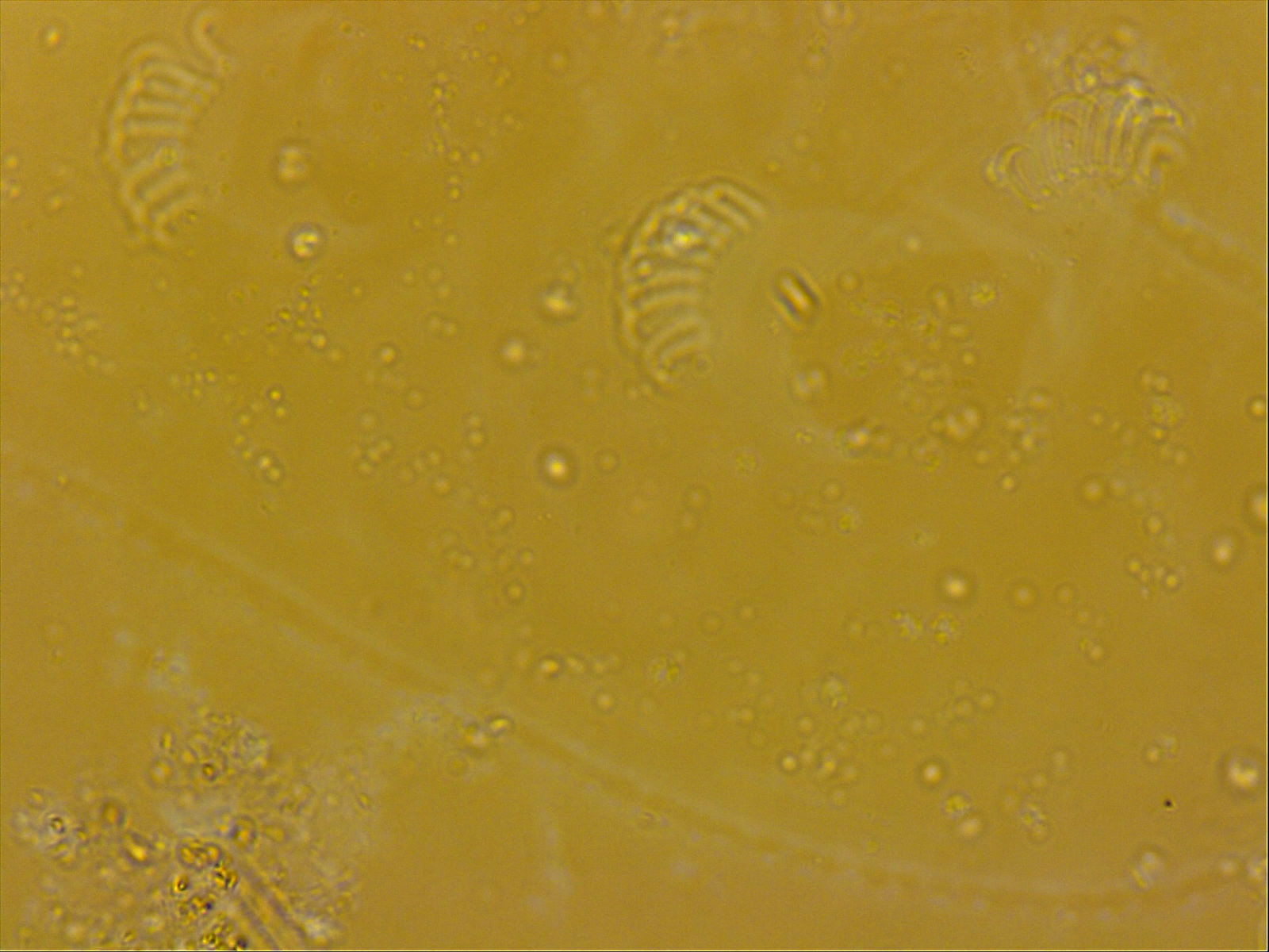 Echiniscoides sigismundi image