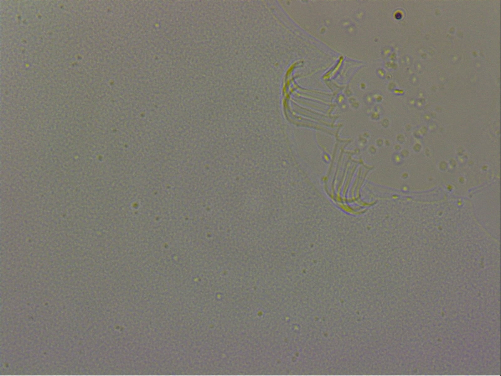 Echiniscoididae image