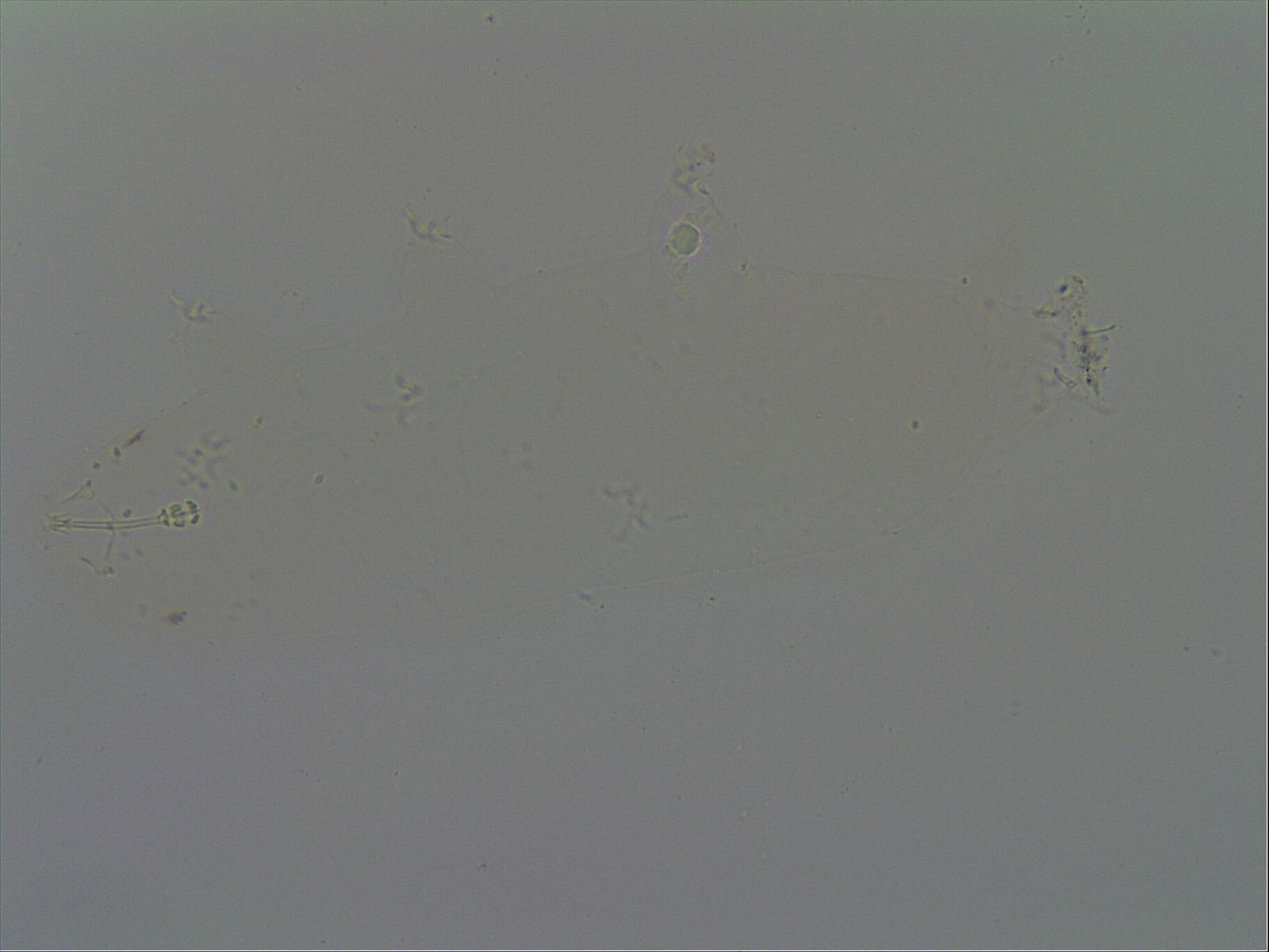 Hypsibius arcticus image