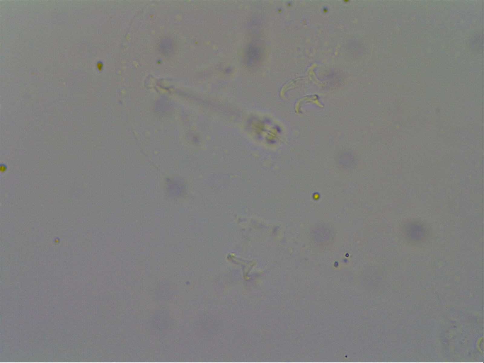 Hypsibius calcaratus image