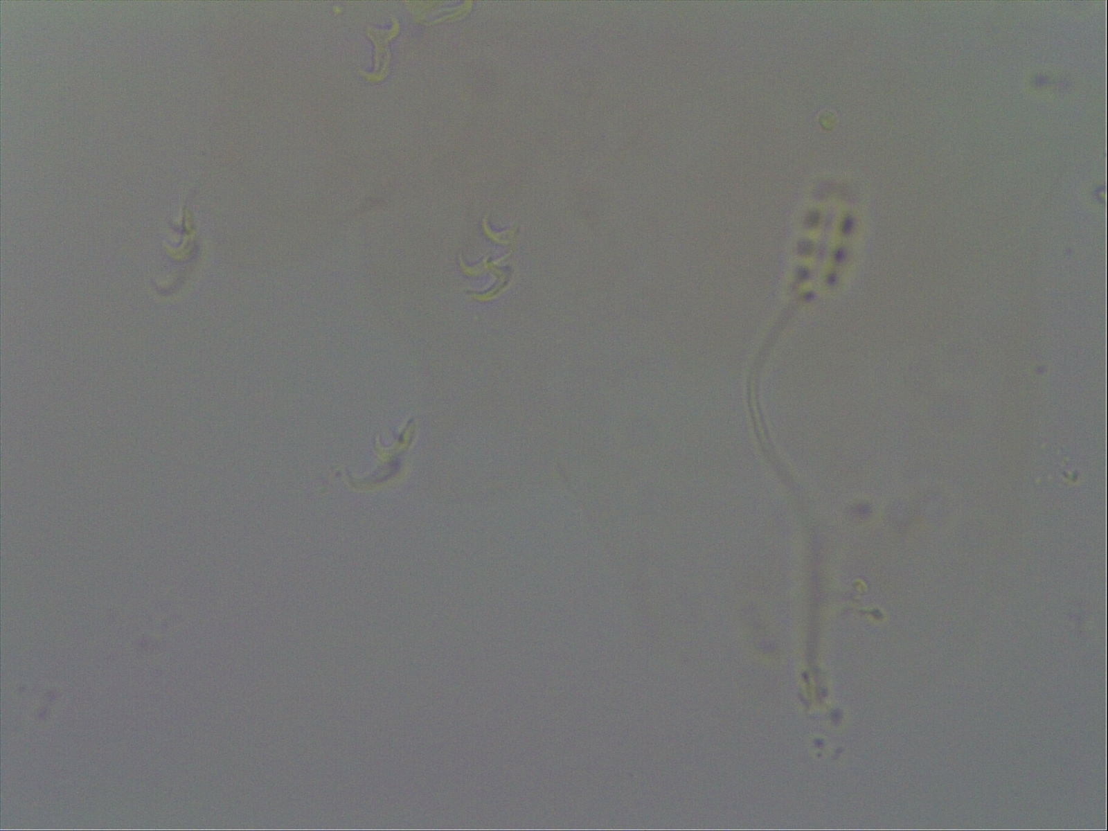 Diphascon chilenense image
