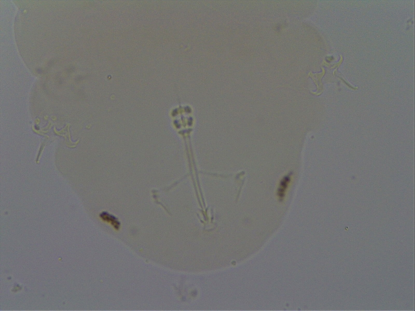 Hypsibius convergens image