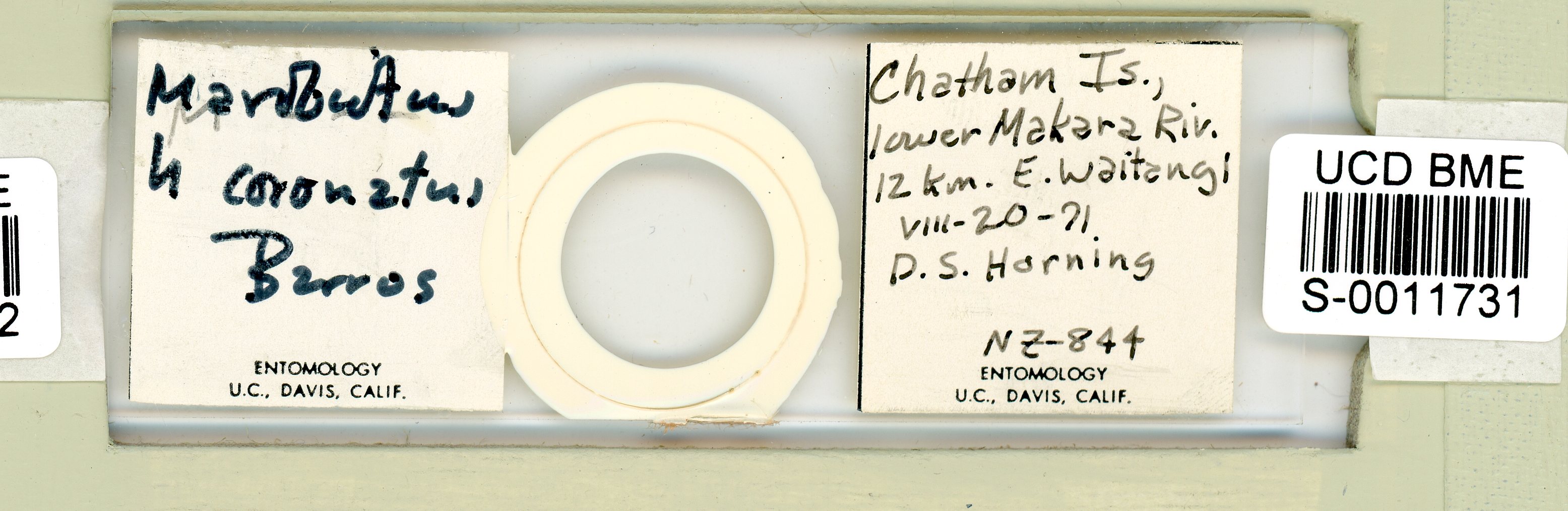 Mesobiotus coronatus image