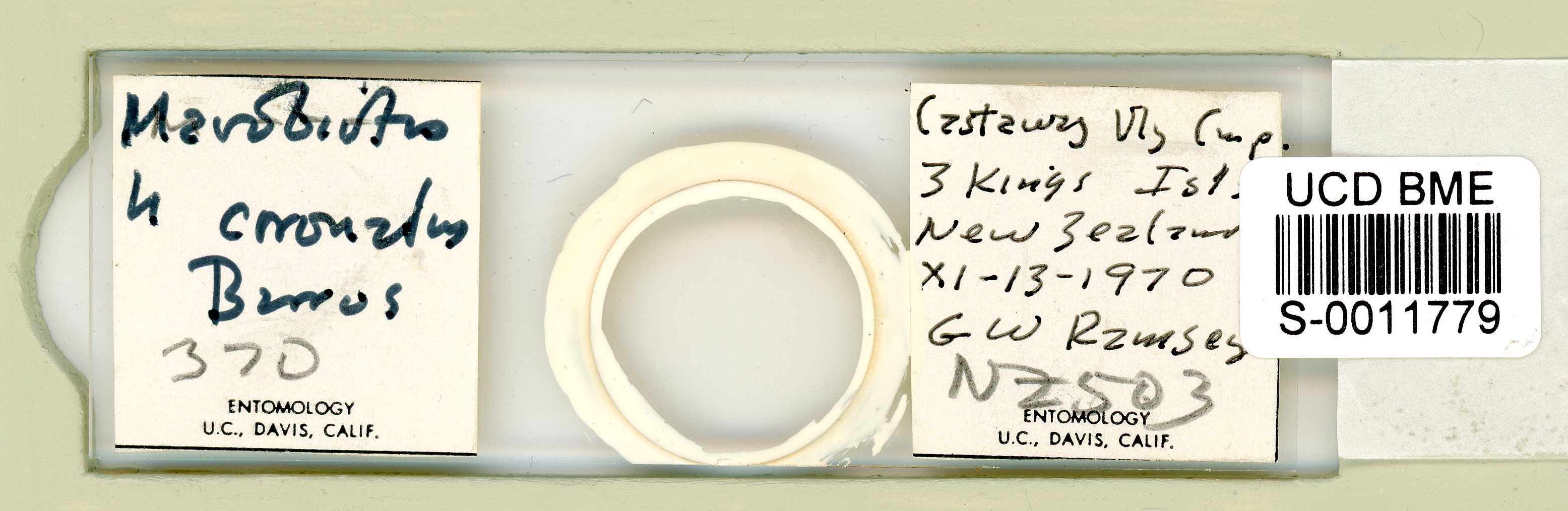 Mesobiotus coronatus image